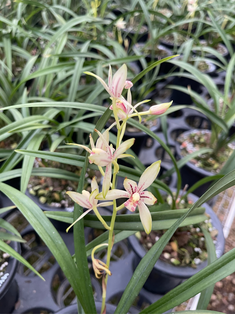 小凤仙花苞多多,好养易活的亲民建兰品种 #种植