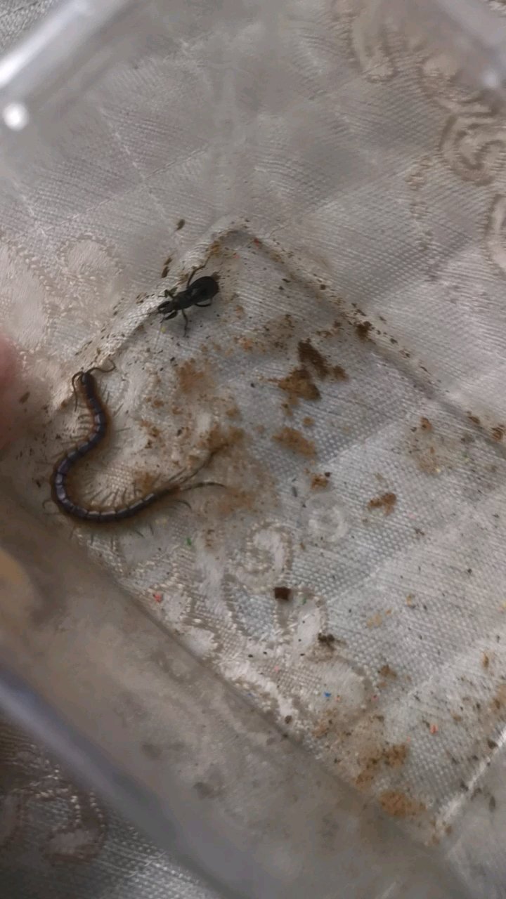 猎蝽vs平耳孔蜈蚣