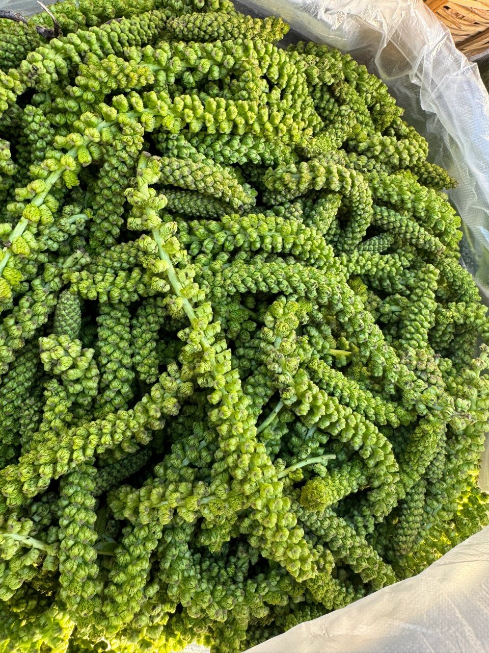 云南的春菜 看看你们认识多少呢