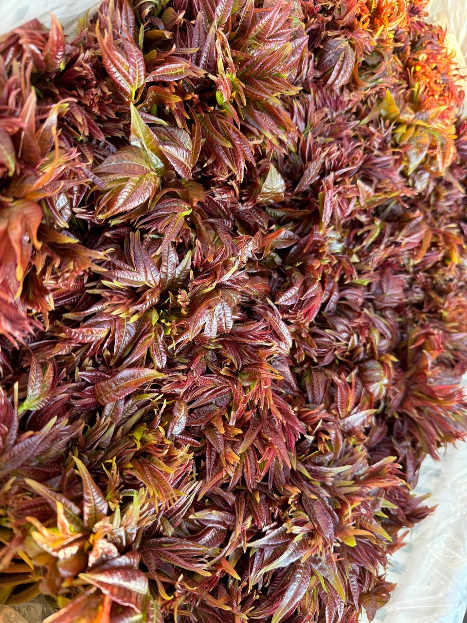 云南的春菜 看看你们认识多少呢