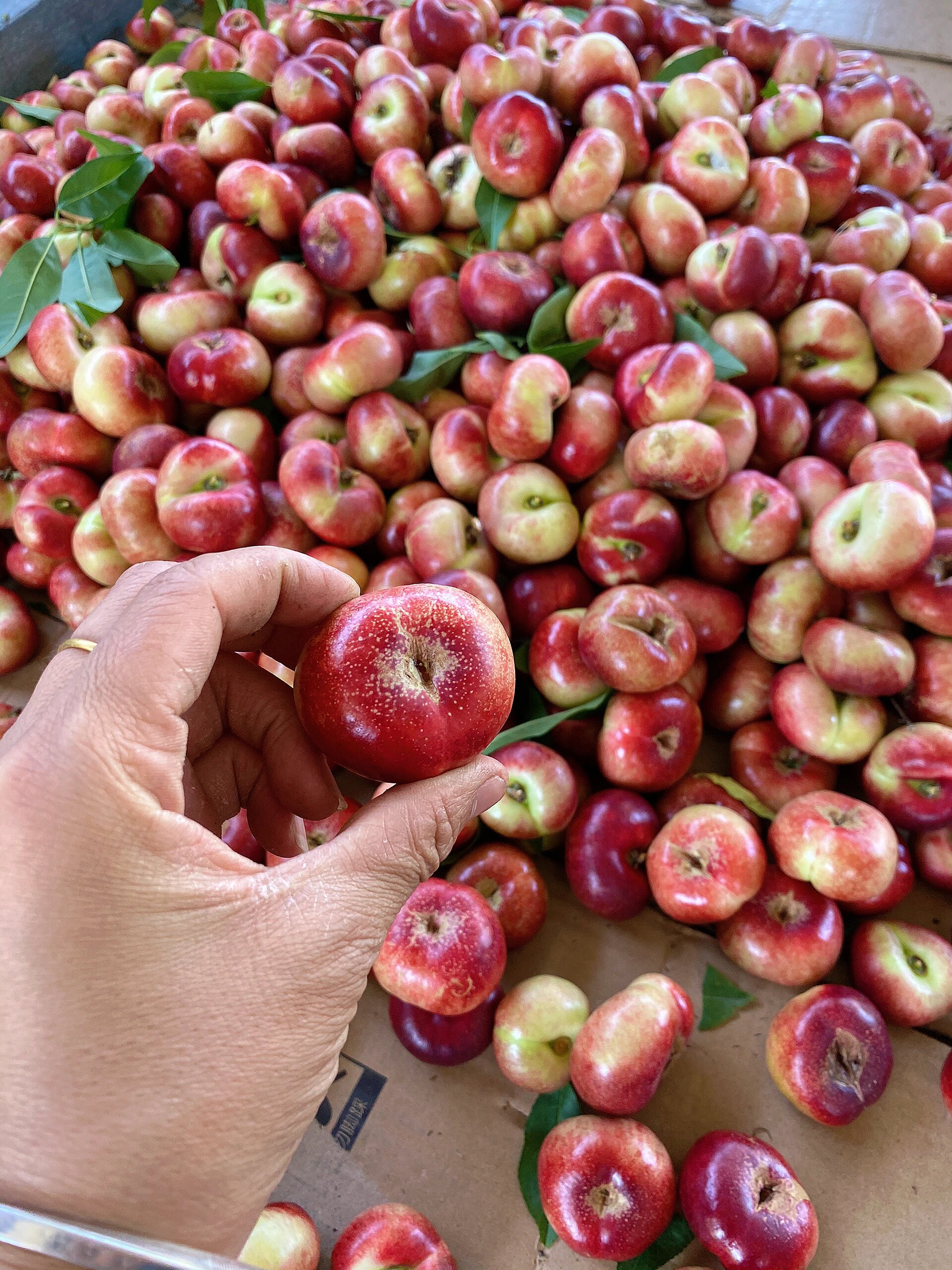 甜蜜小炸弹～一口气炫它30来个!