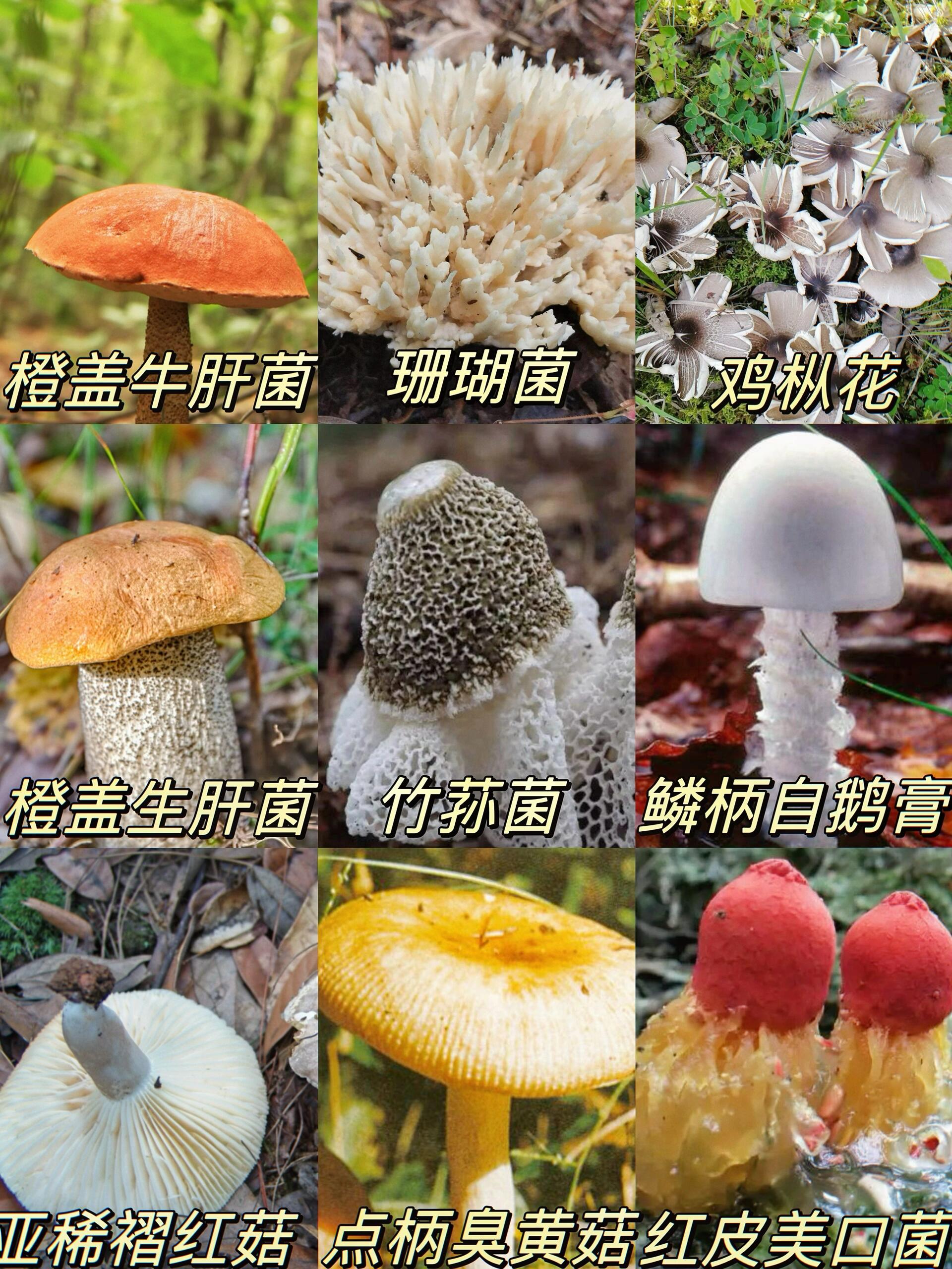 常见菌类合集,✨你见过几种?