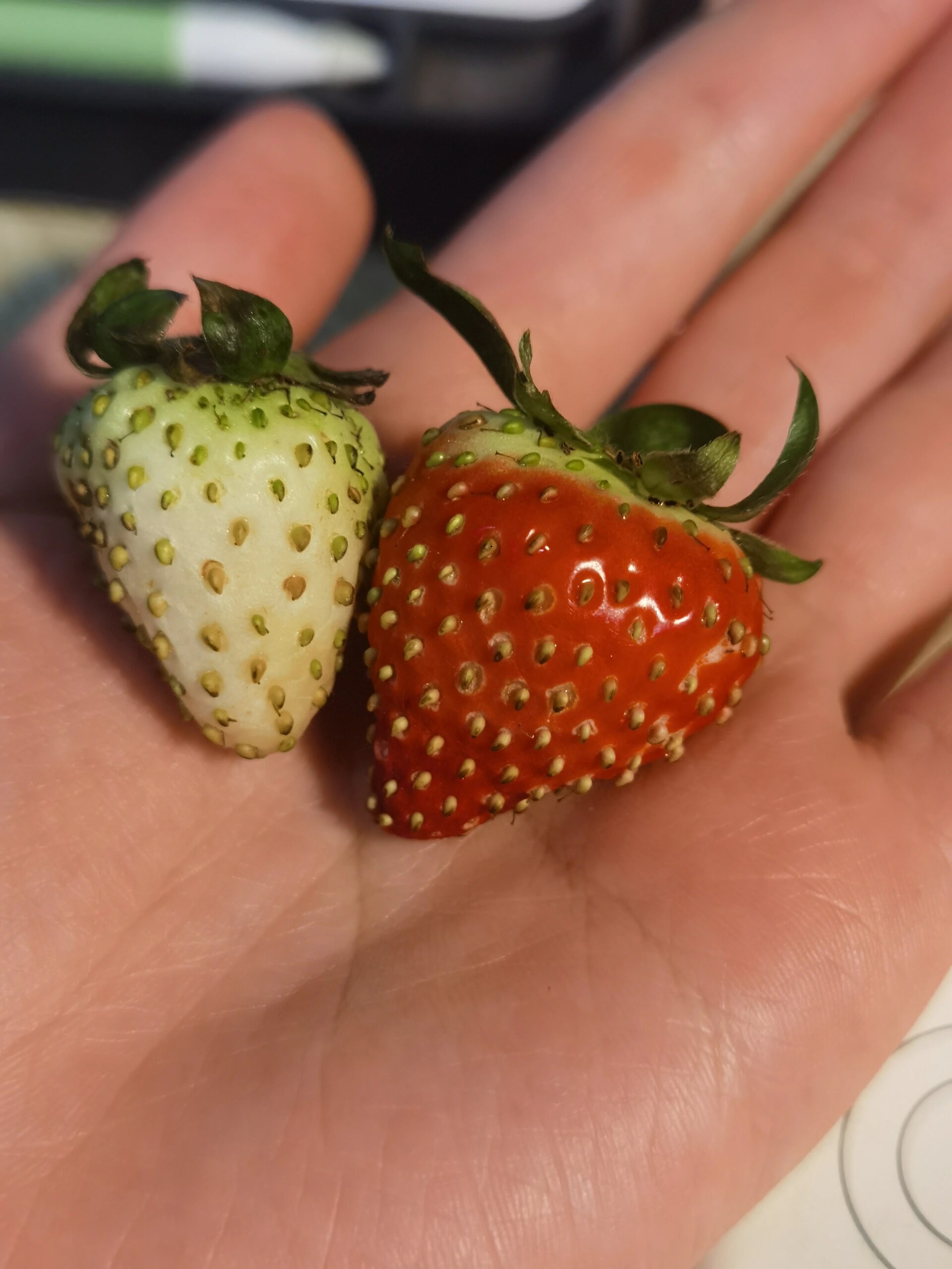 春节回来收获一颗淡雪一颗越秀,回家这些天都没浇水,草莓味巨浓,其他