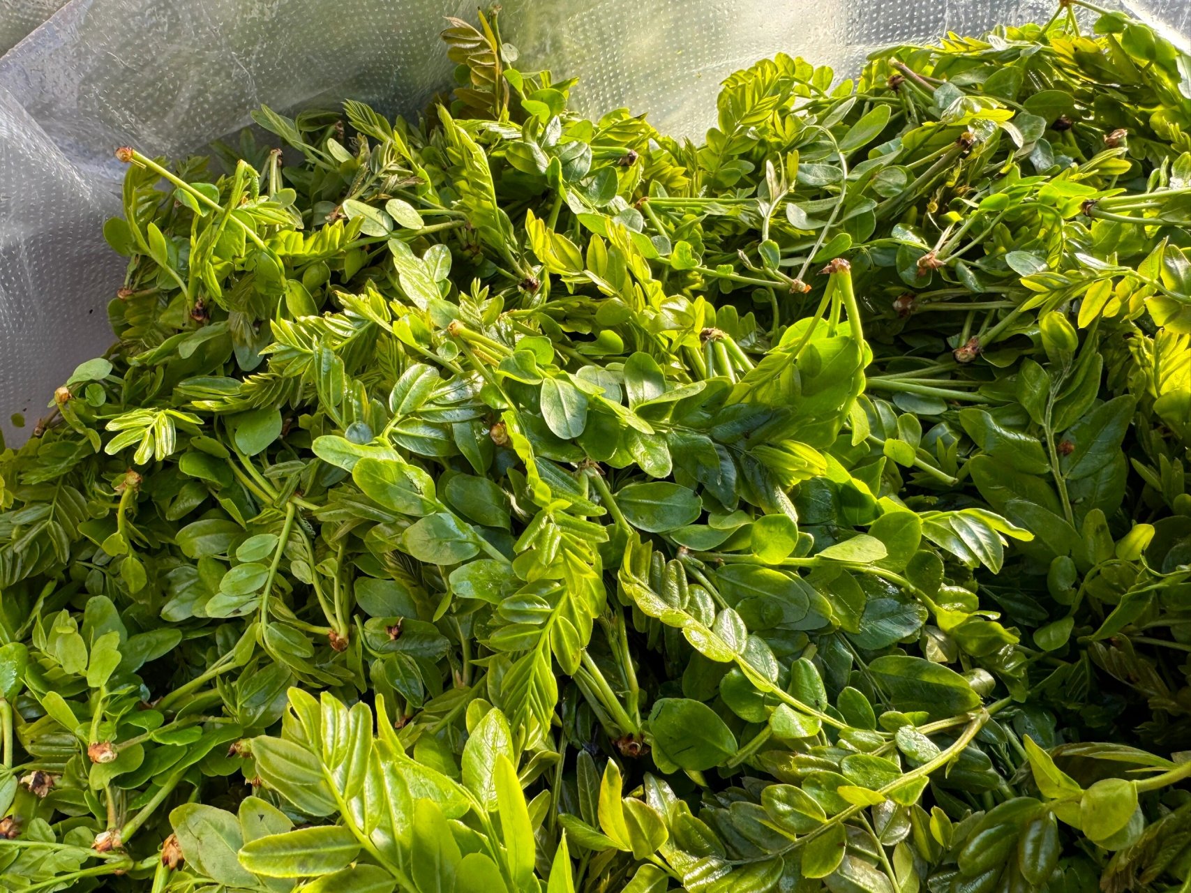 云南的春菜 看看你们认识多少呢