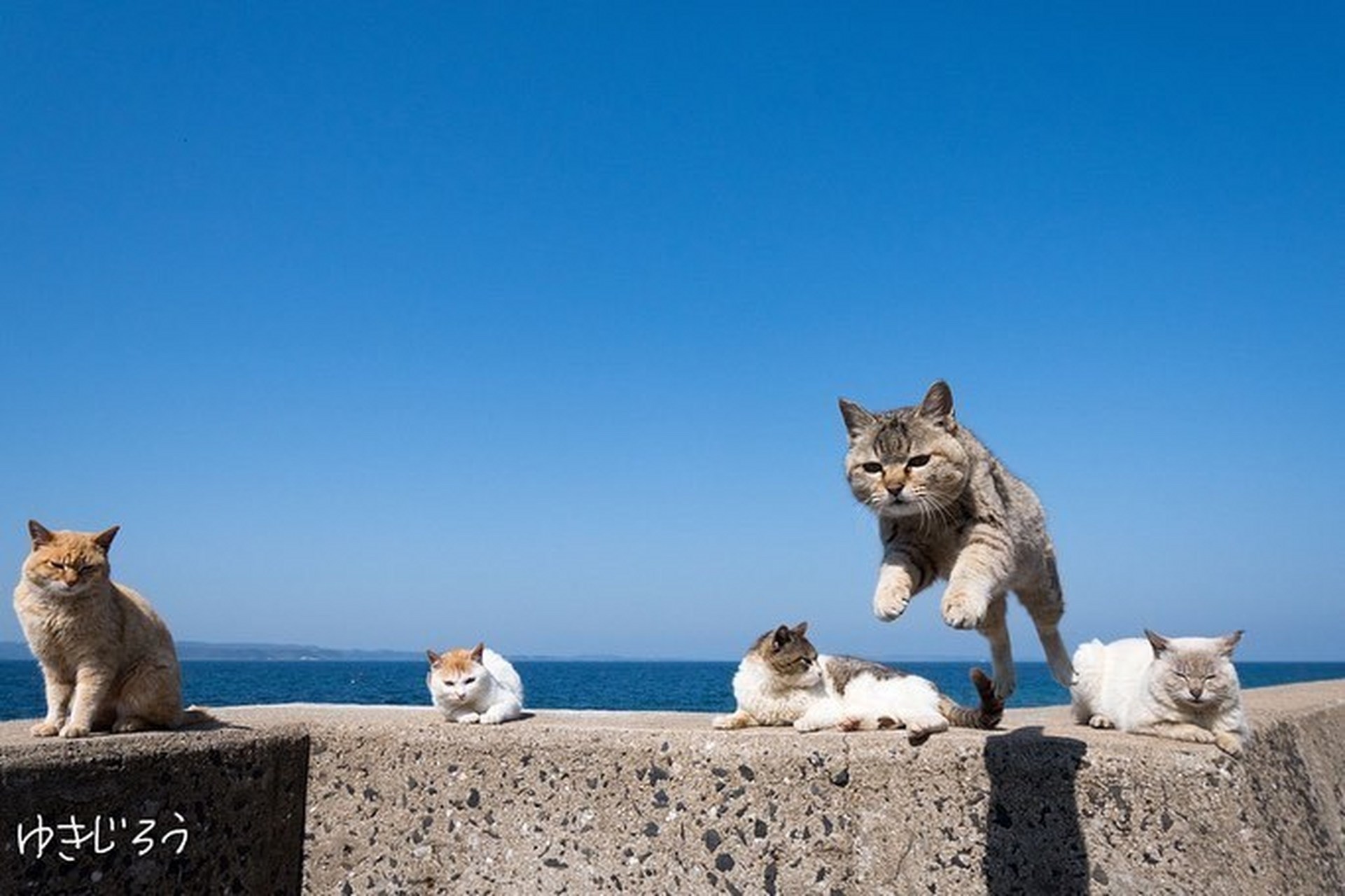 喜欢跳跃的猫咪们 676767