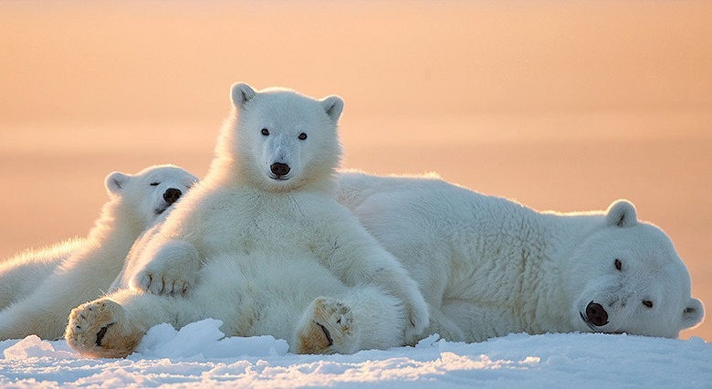 北极熊一家 ​​​