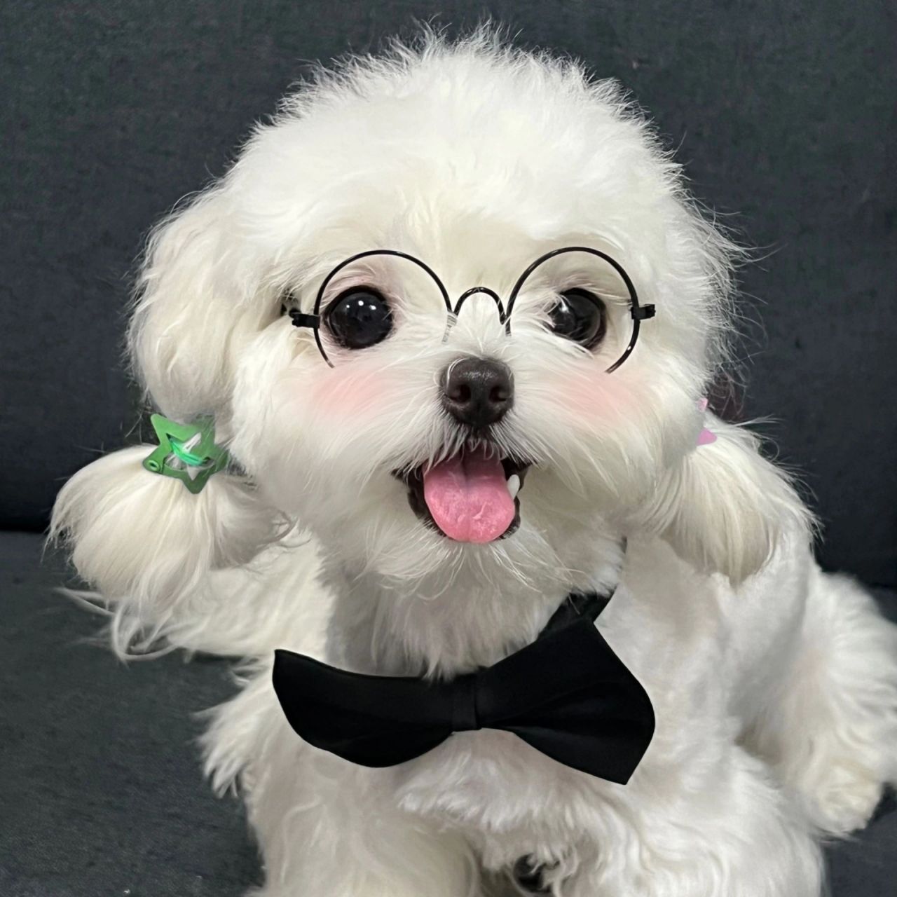 今天的阳光灿烂,小白狗马尔济斯在草地上欢快地奔跑.