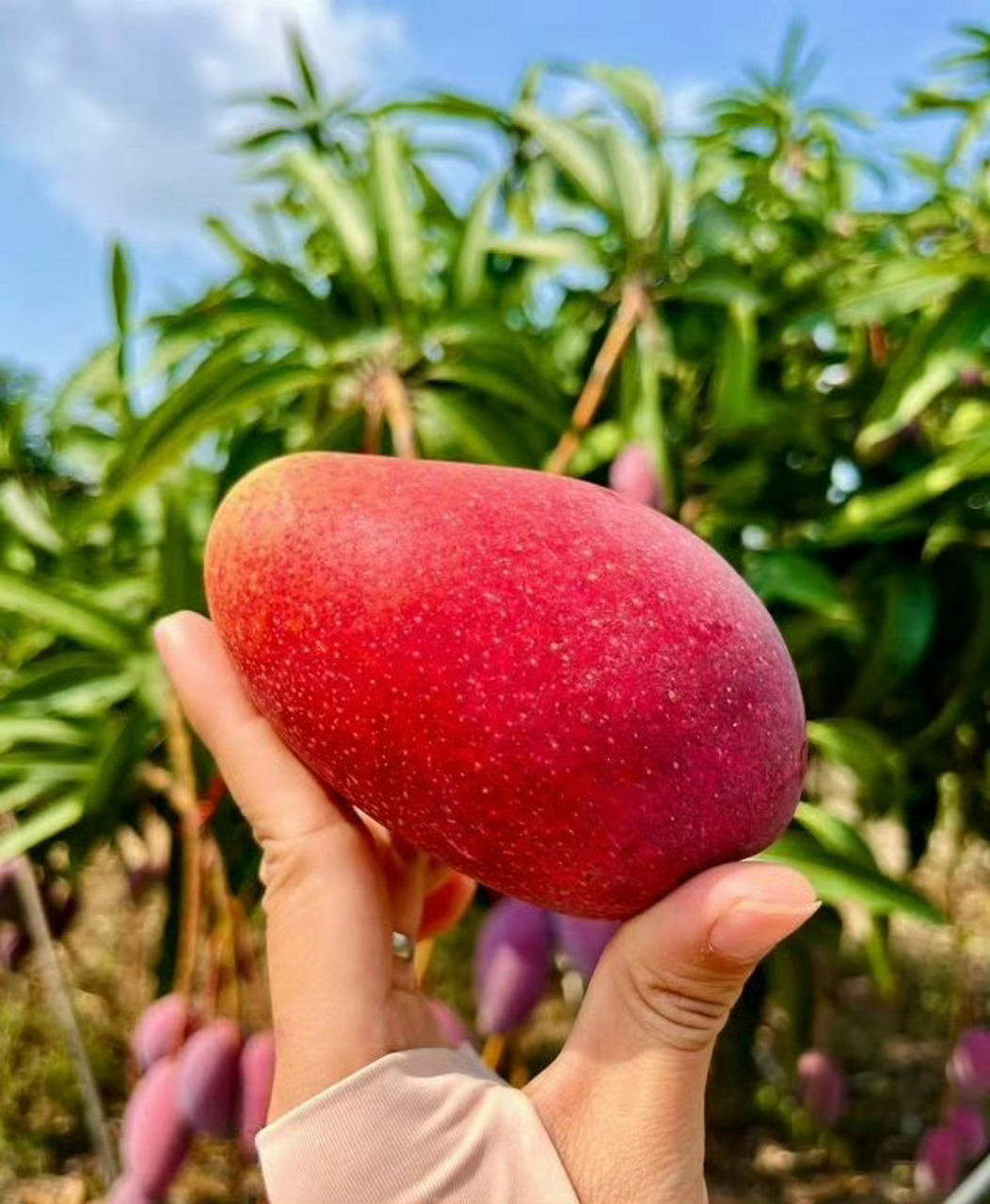 超爱吃水果 676767