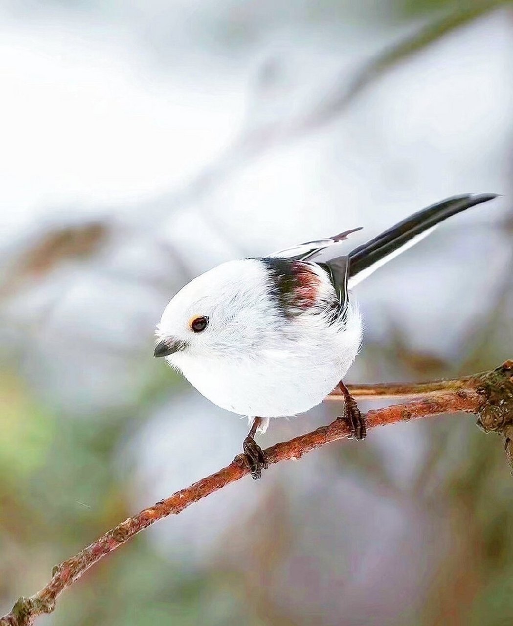 啾啥呢,好运到你家了 676767