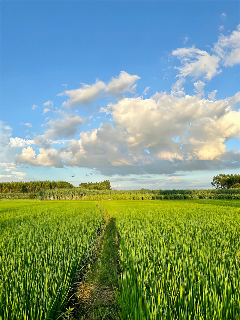 田野风光美景图片