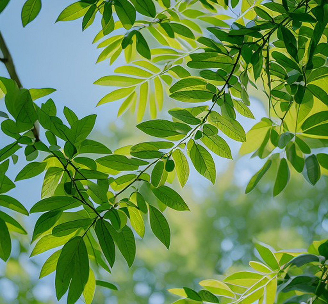 绿树成荫图片