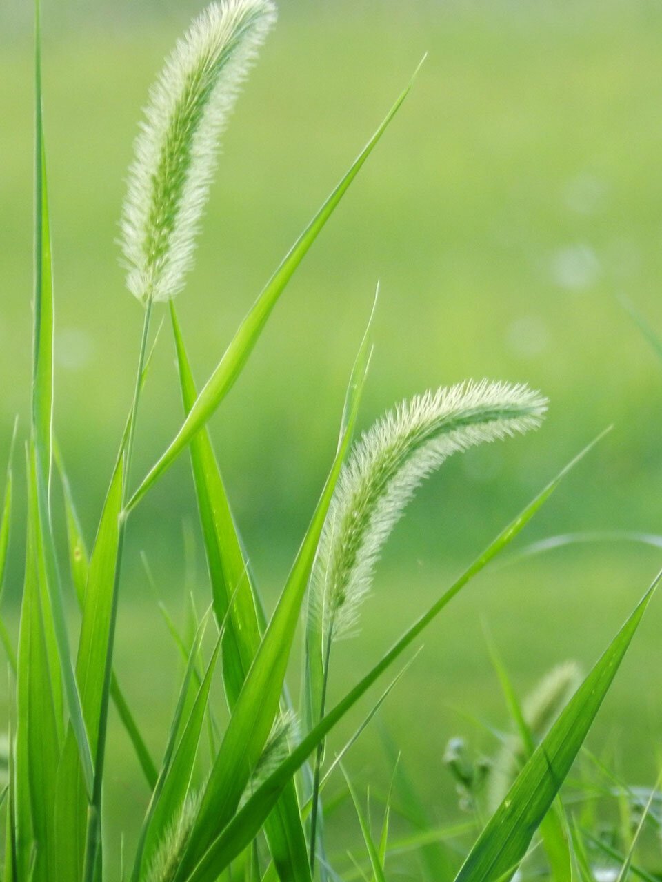 幽幽小草自由生,既爱风柔也爱晴. 676767