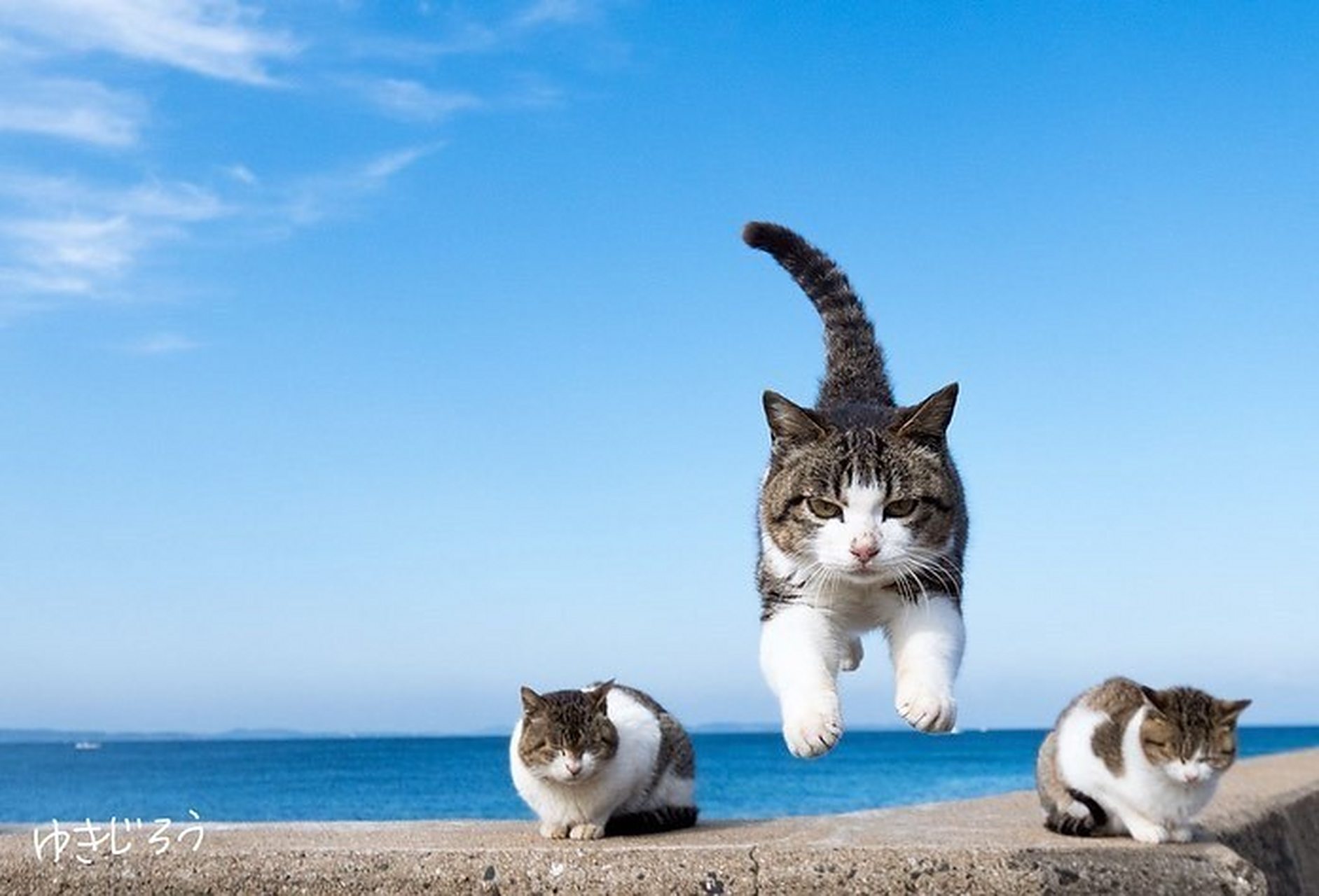 喜欢跳跃的猫咪们 676767