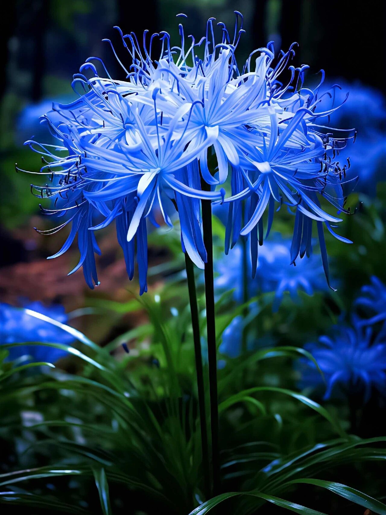 彼岸花也被称为"曼珠沙华",它的花语是:见花不见叶,见也不见花,花叶永