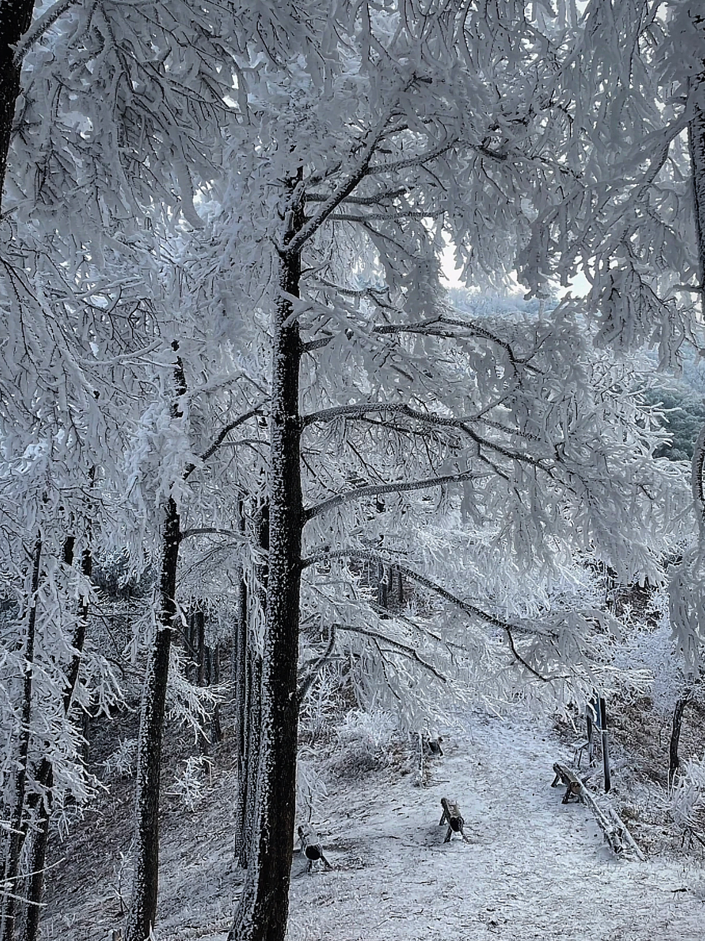 寒冷的冬天,大自然给我们带来了一道绝美的景观——雾凇.