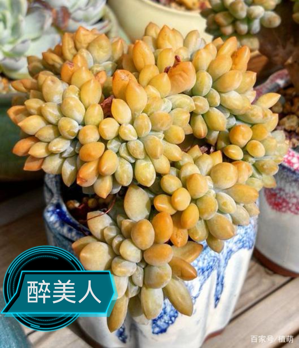 今日趣点:多肉趣联(18)及多肉欣赏,评对联,识多肉  上联:醉美人,月