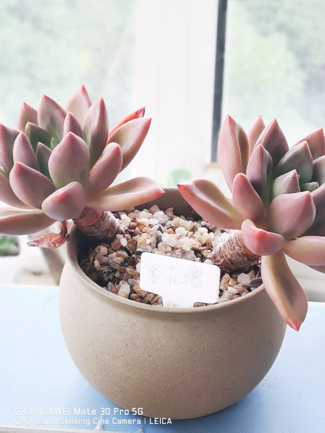 图三,奶油美人,奶黄色,夏日的一抹清新,除红,紫,兰,绿外,一点黄.