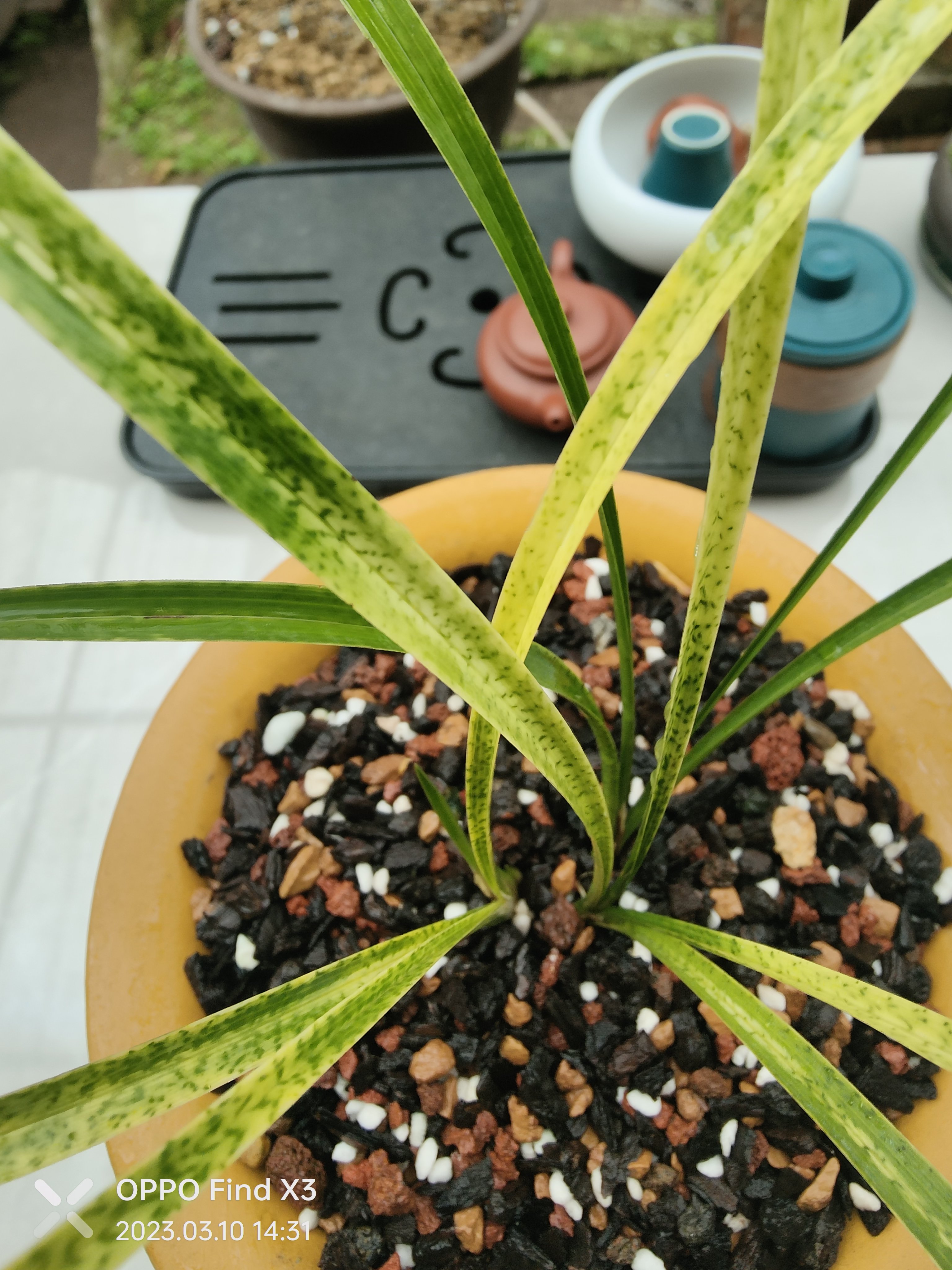 春兰特壮苗蛇斑艺,艺色抢眼!#兰花种植