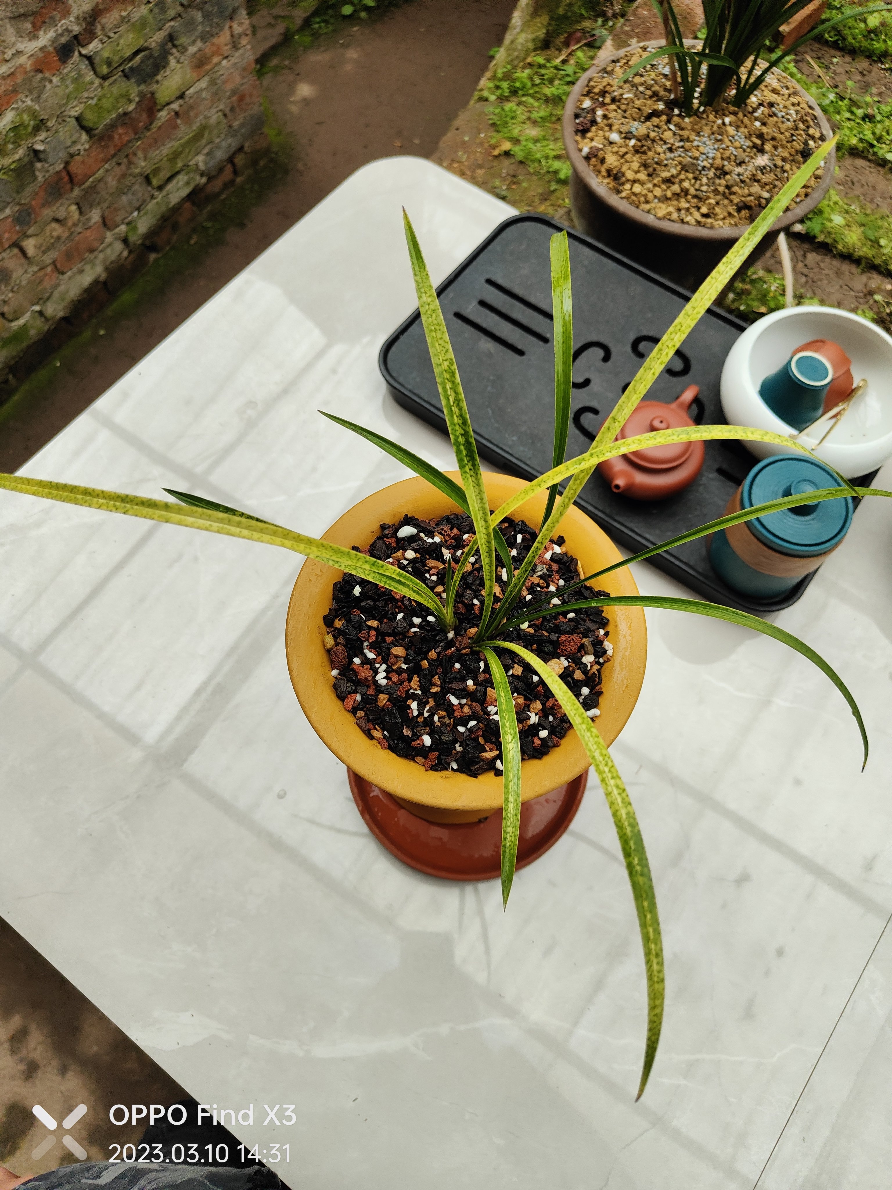 春兰特壮苗蛇斑艺,艺色抢眼!#兰花种植