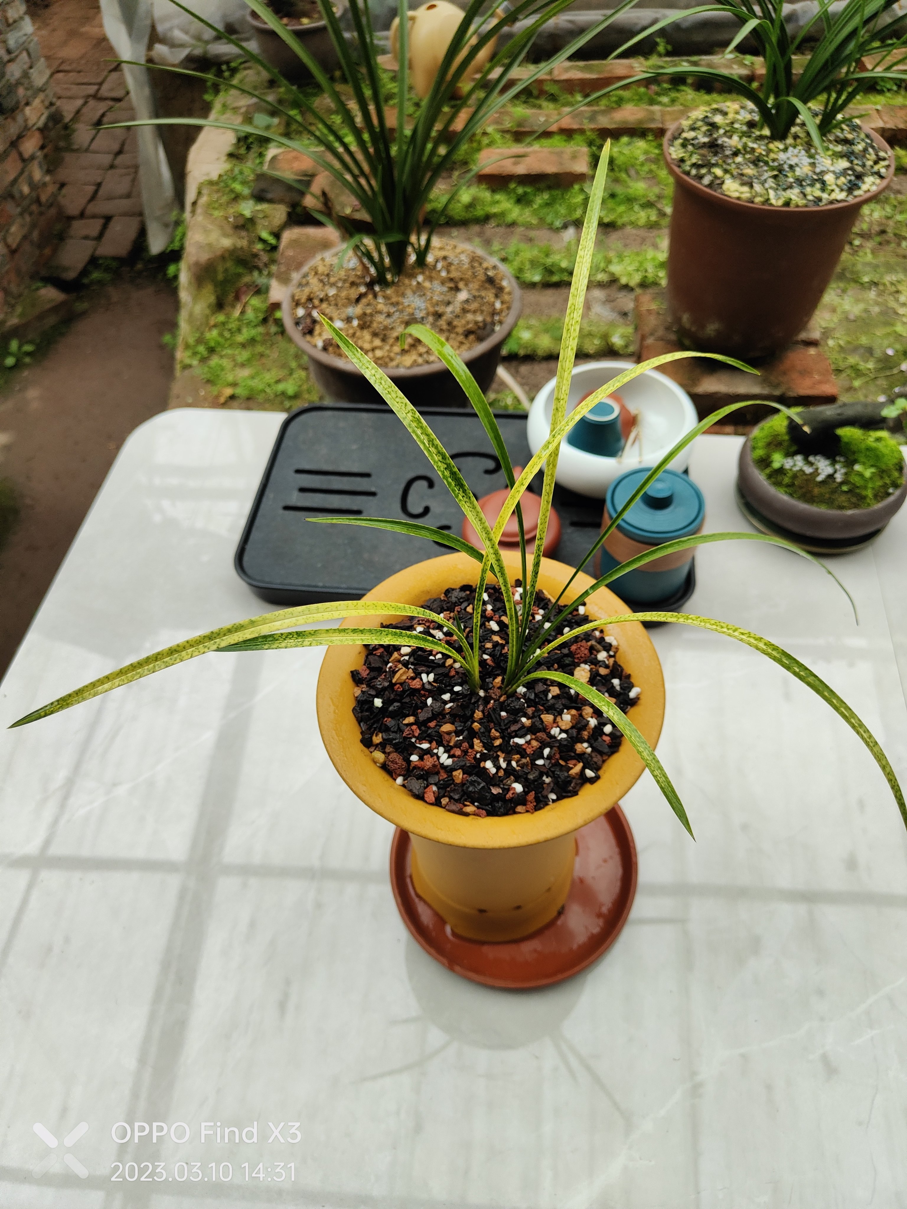 春兰特壮苗蛇斑艺,艺色抢眼!#兰花种植