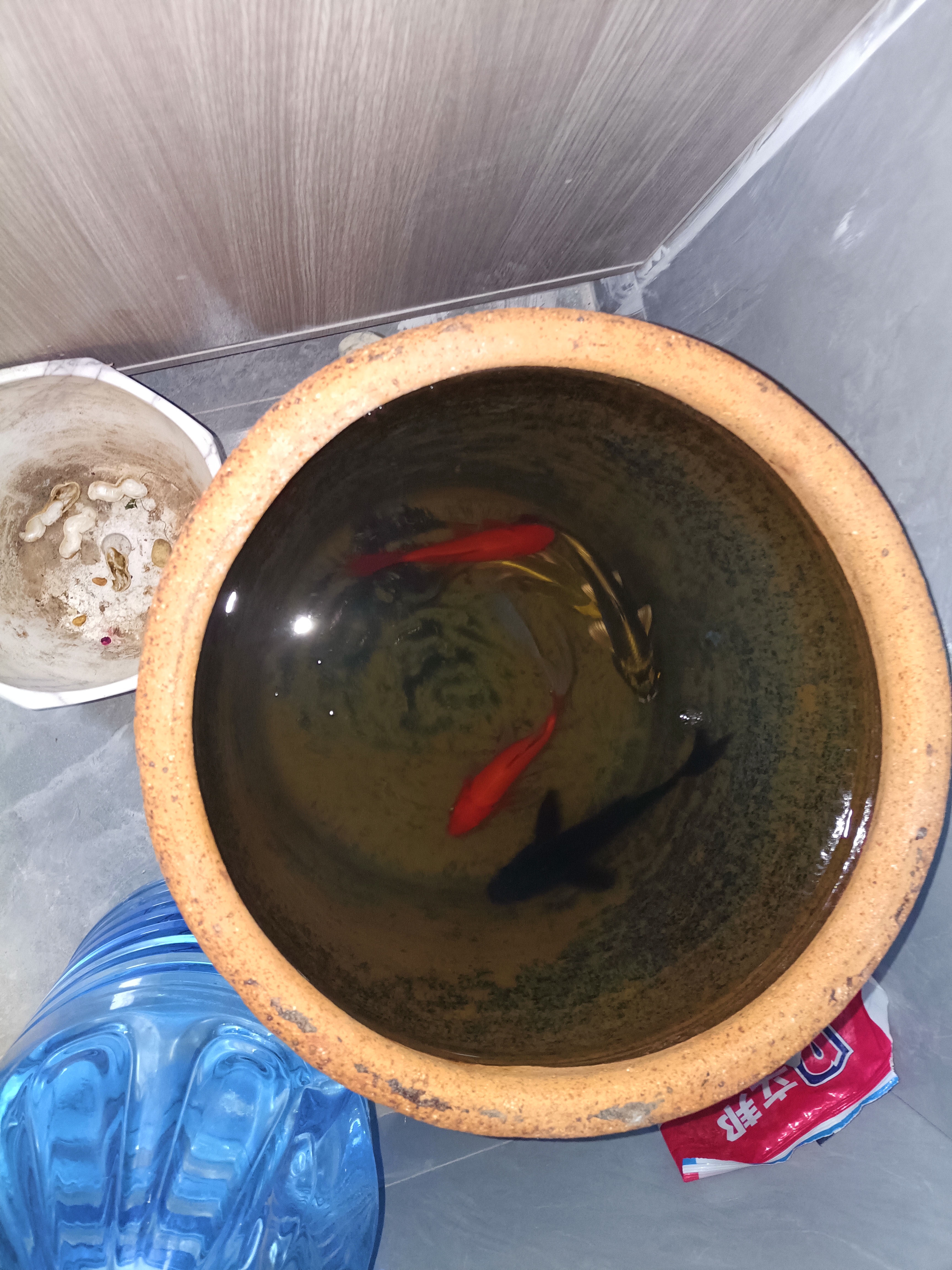 大水缸里养鲤鱼,游的很好啊,缸里是泉水,在济南就是不缺泉水,我家小区