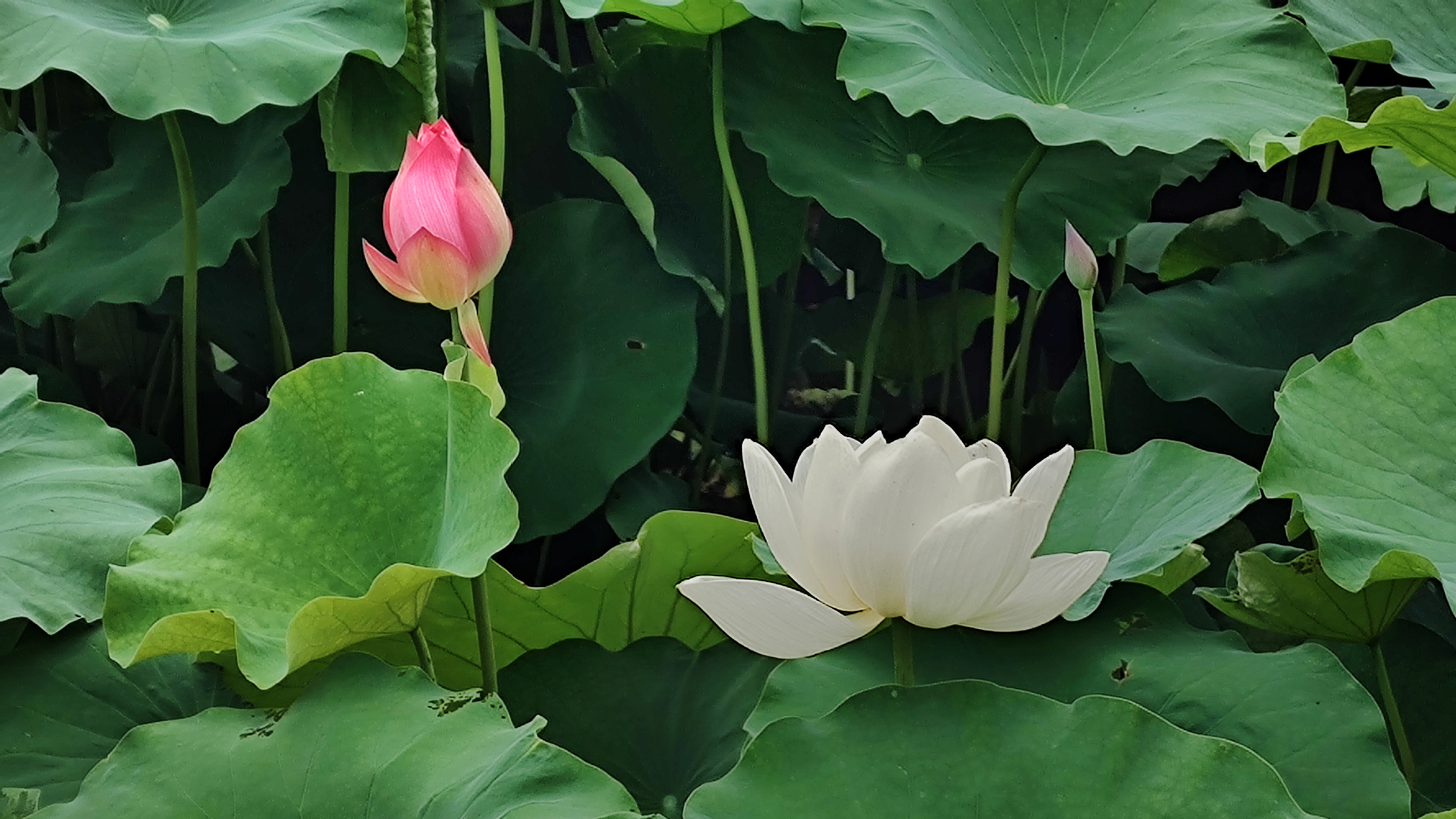 汉阳峰天池九子莲花图片