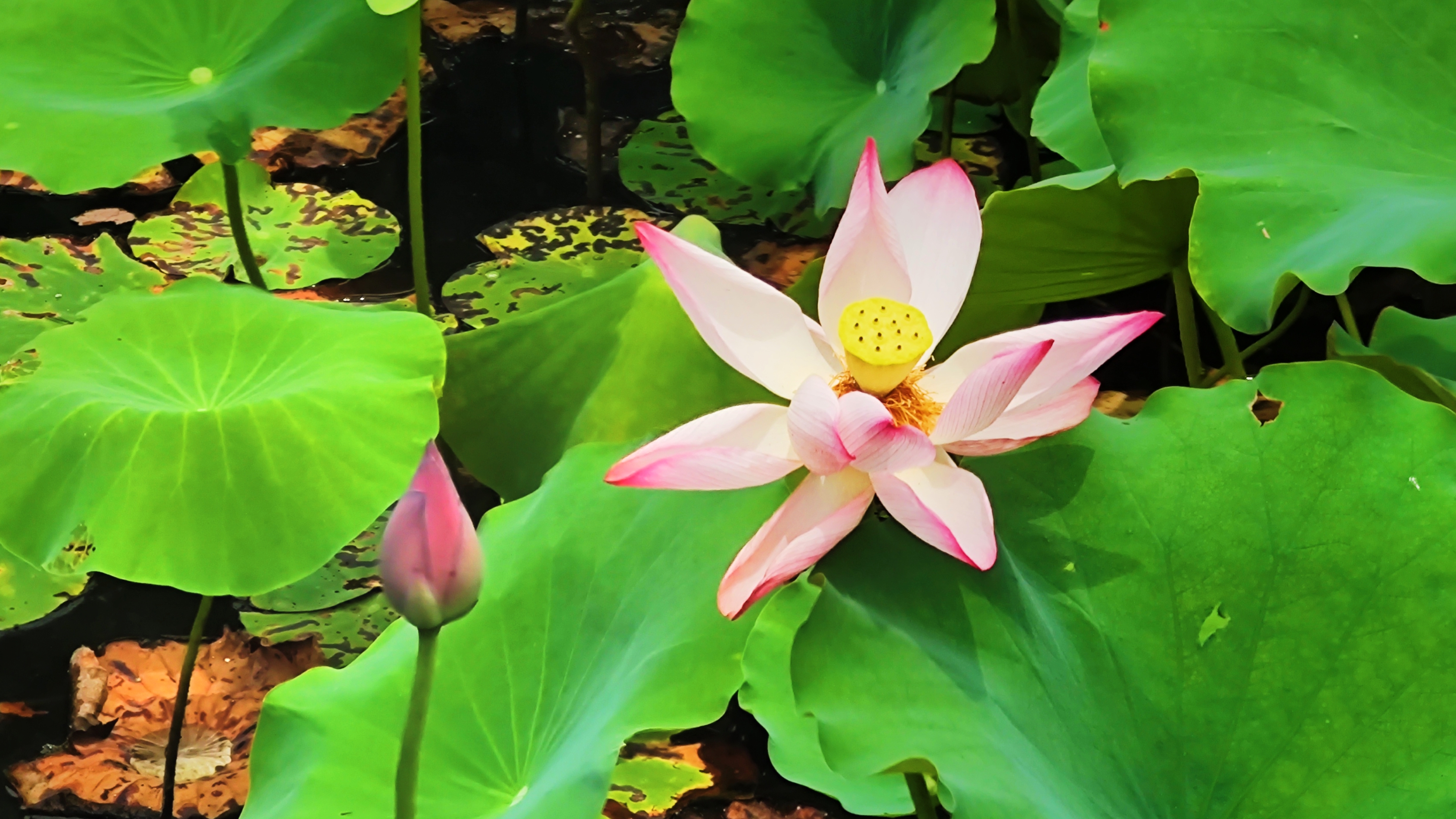 汉阳峰天池九子莲花图片