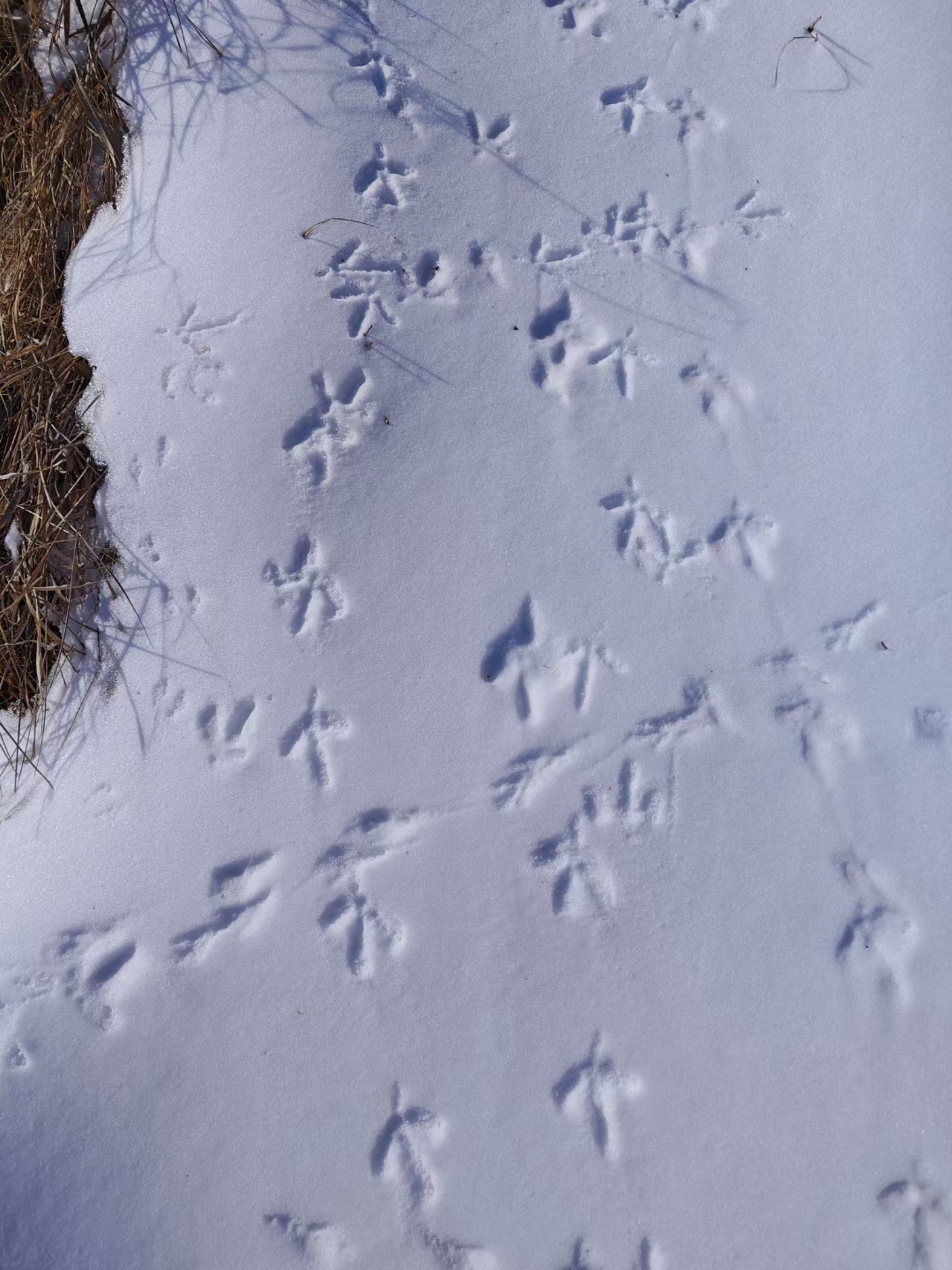 猜猜这都是啥动物在雪地里留下的脚印? 随手拍的冬季封神照片