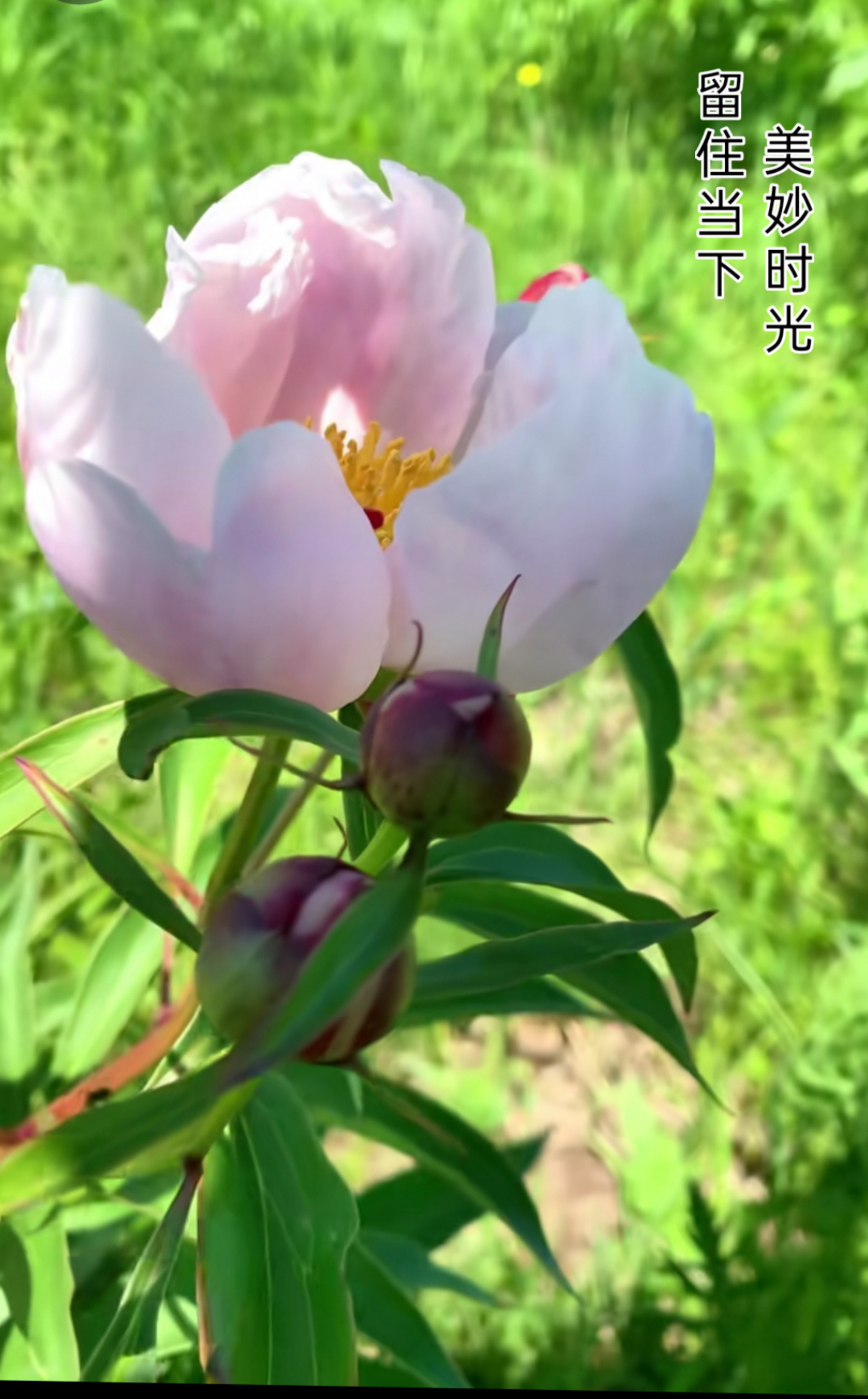 花开花香电视剧图片