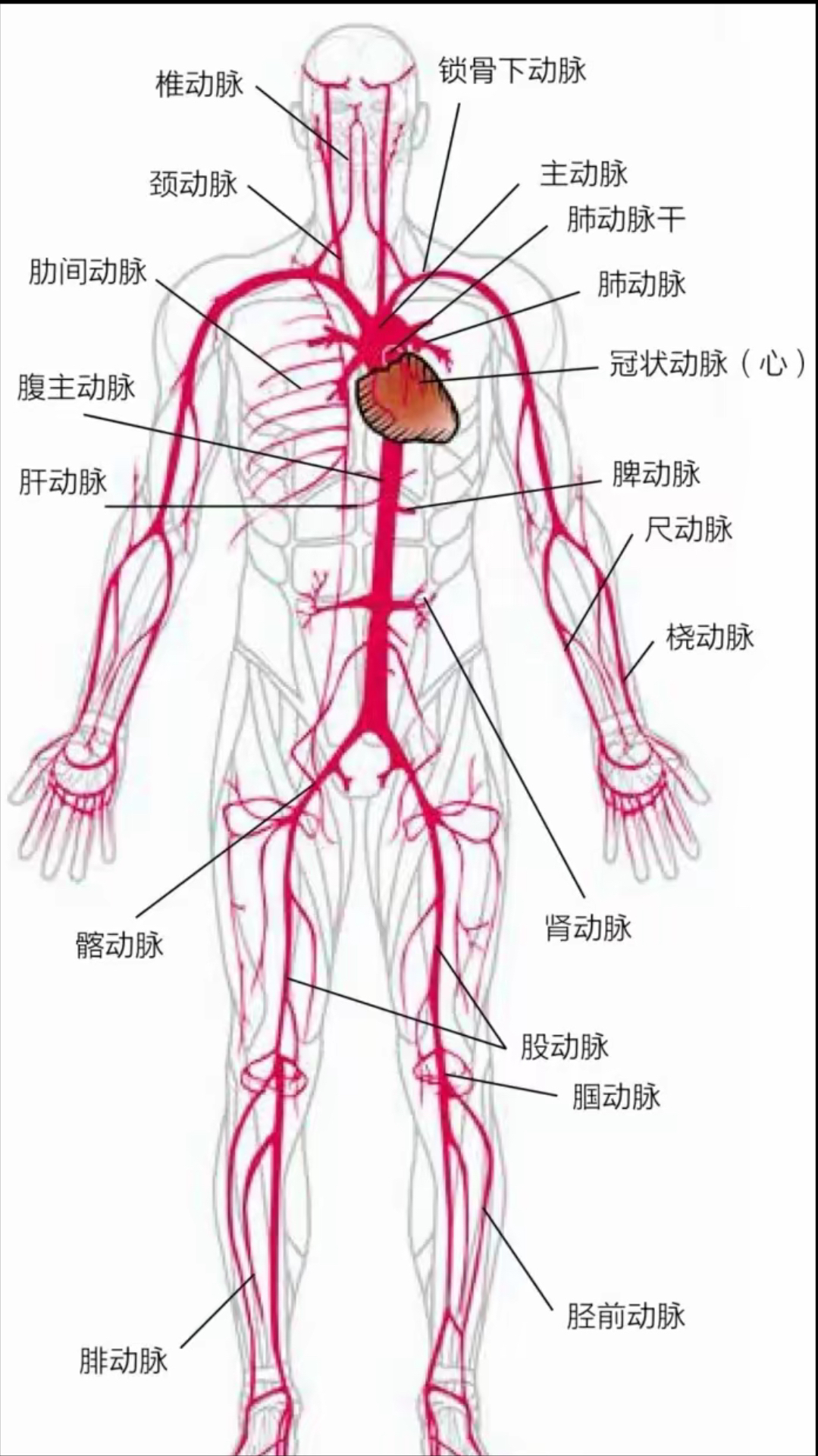 锁骨下动脉位置图片图片