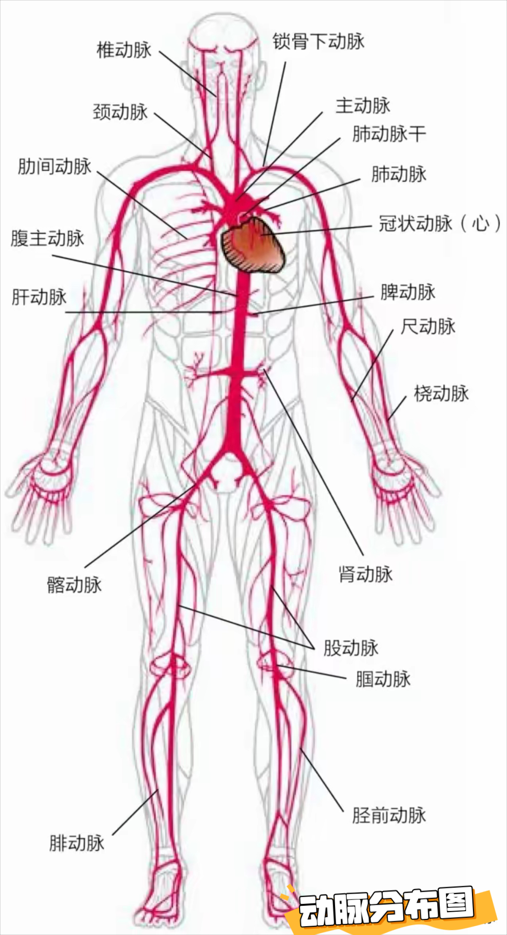 下肢动脉位置图片