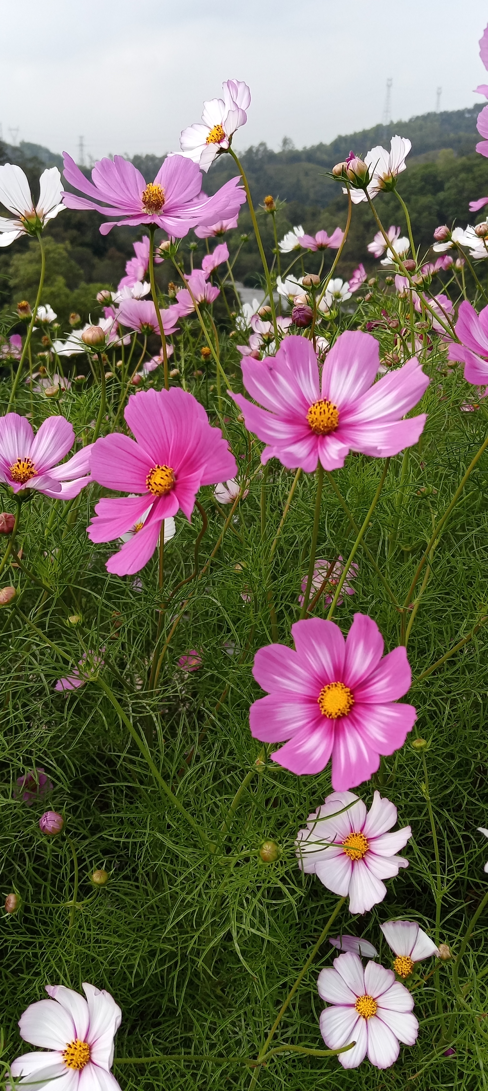 广东格桑花花期图片