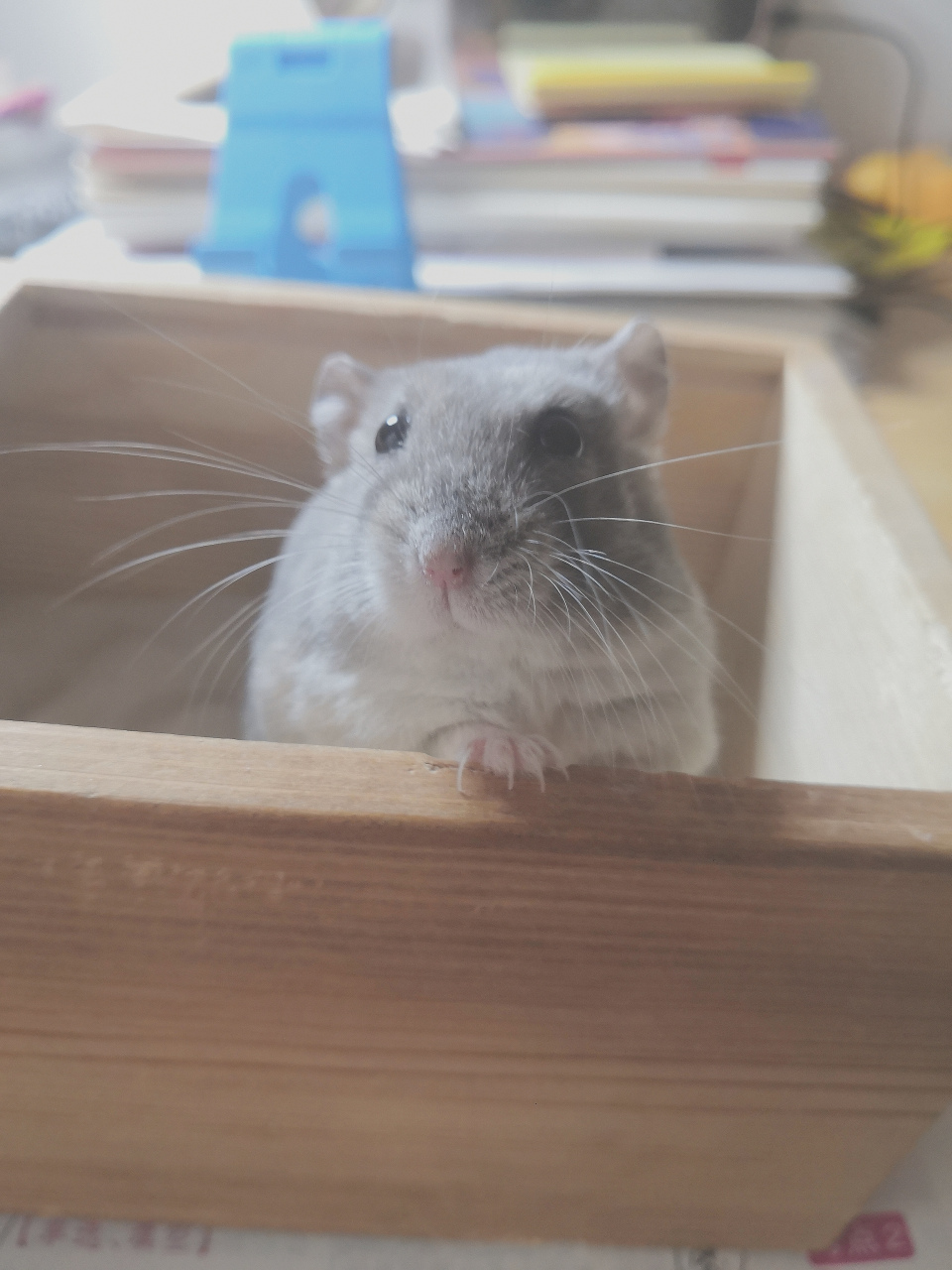 祝糯米汤圆小夫妻520快乐呀[耶耶耶] 一周年咯[心]