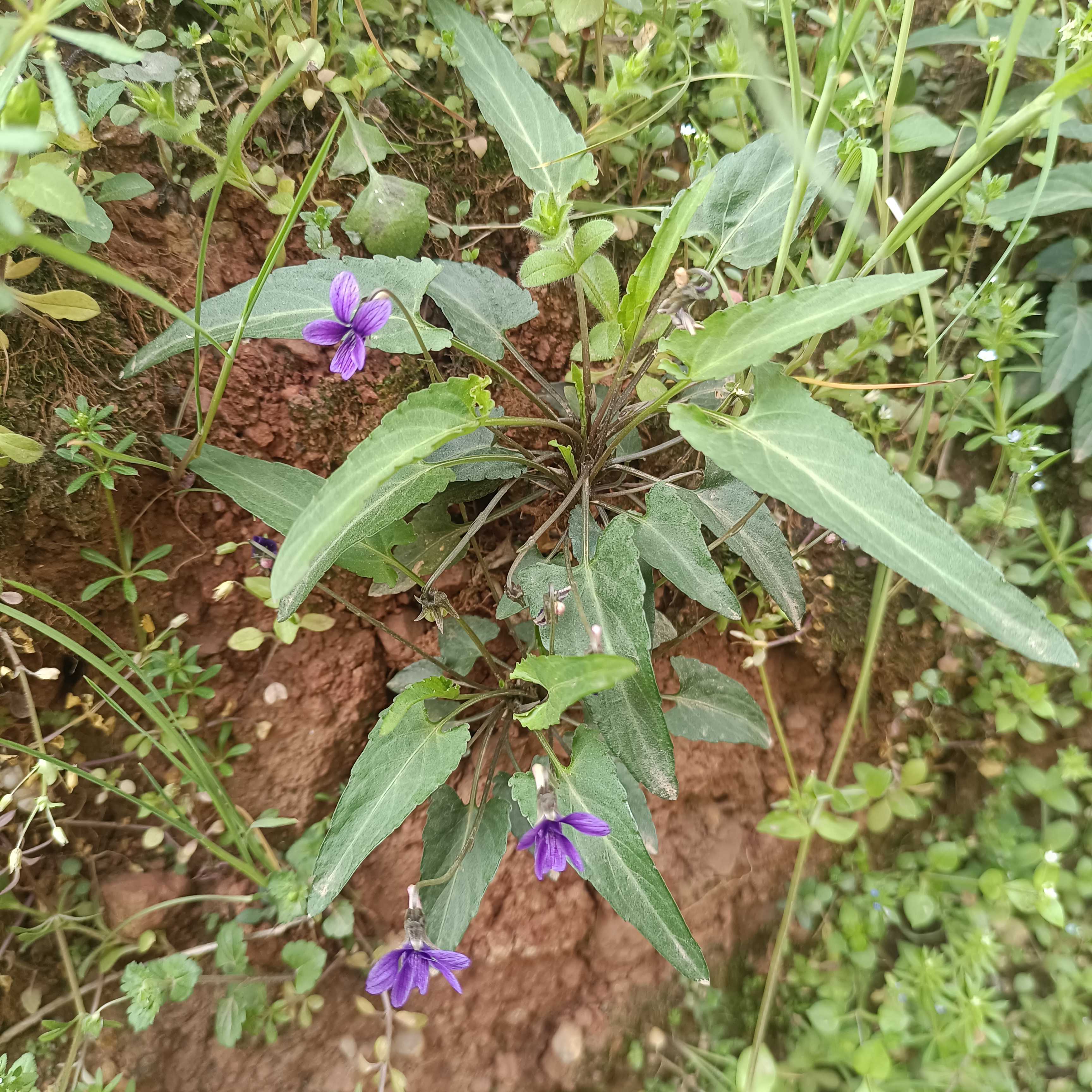 发现几棵犁头草,可观赏可药用的植物#劳动节不劳动