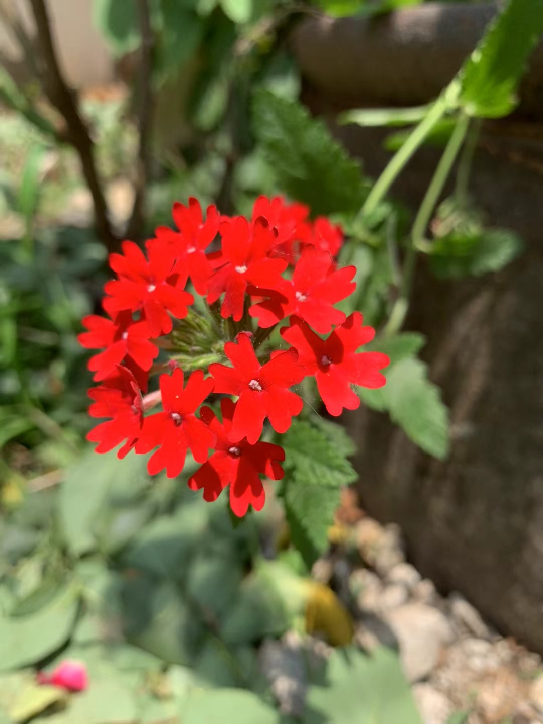 这红色花朵簇拥成圆,犹如自然界的艺术瑰宝!