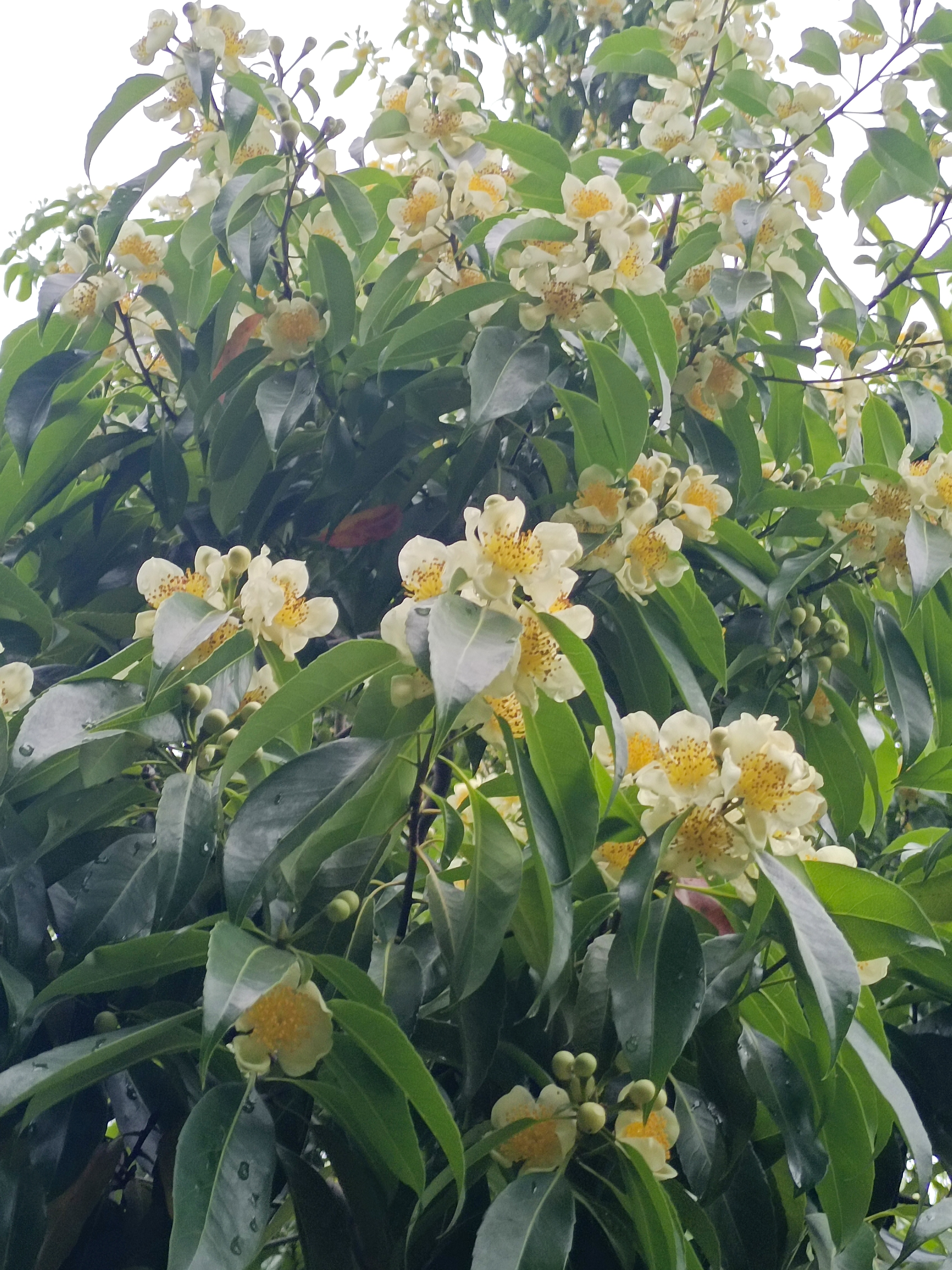 木荷,森林防火树,树漂亮花也美#动态连更挑战