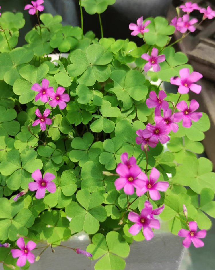 酢浆草是一种常见的草本植物,通常具有三片心形叶子.