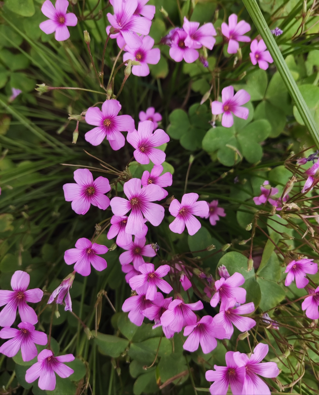 酢浆草是一种常见的草本植物,通常具有三片心形叶子.