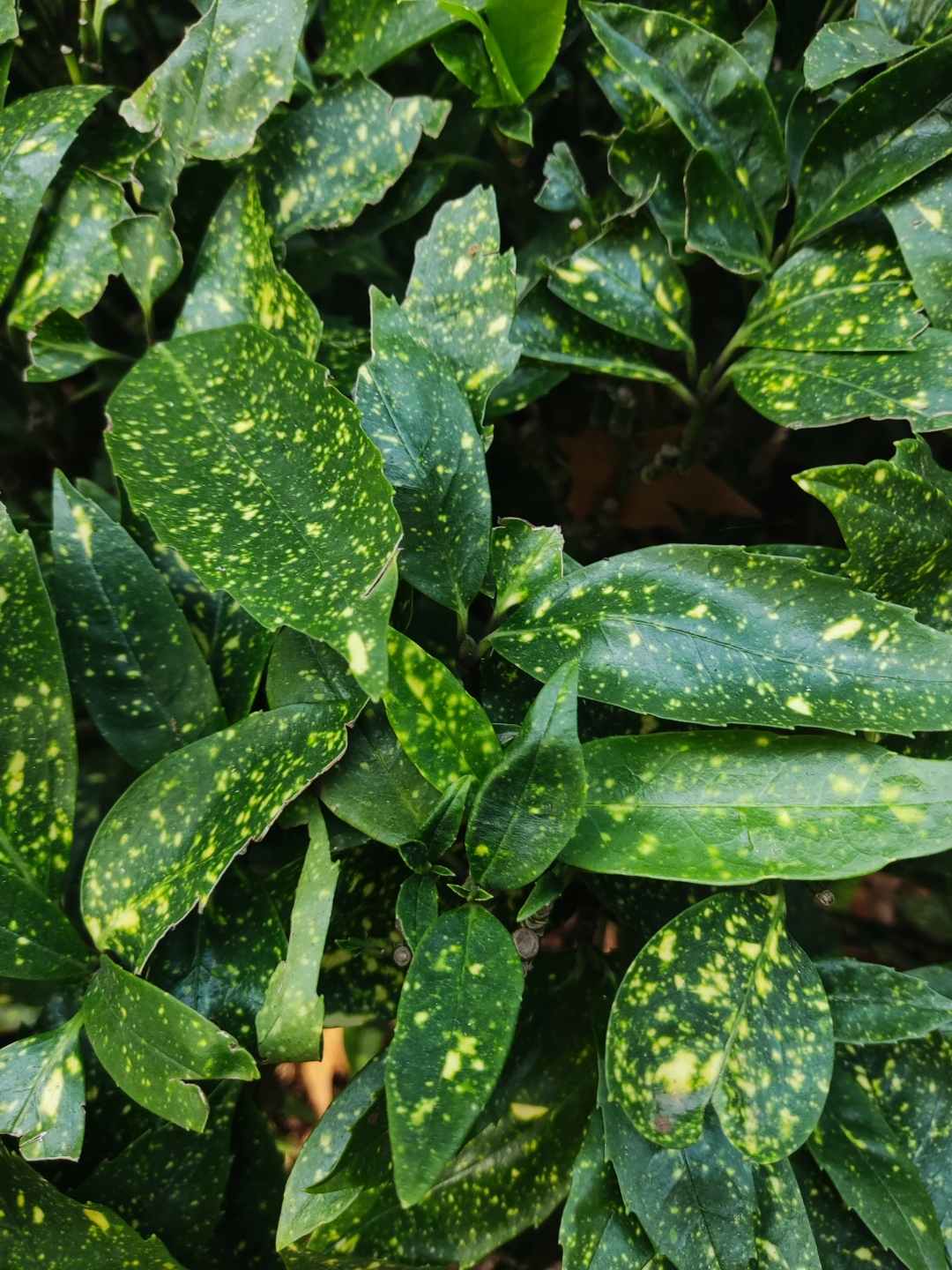 花叶青木,这是一种神奇而美丽的植物.
