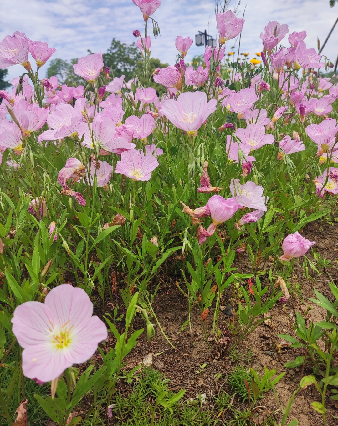 对月草花图片