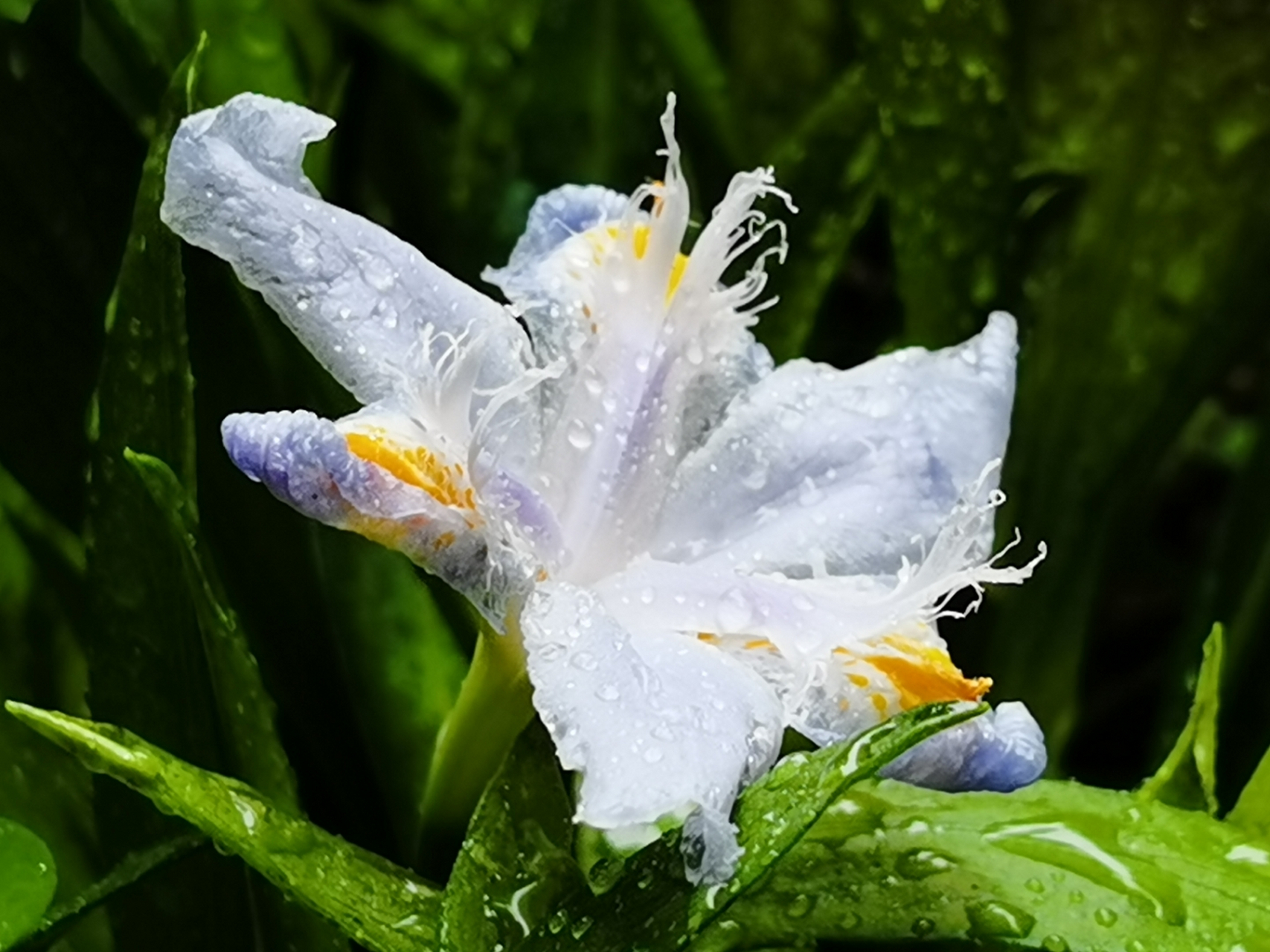 【露台花语94】日本鸢尾:水淋淋,湿意亦是诗意[偷笑] 67移走一