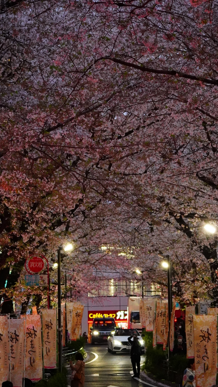 雨夜花背景图片