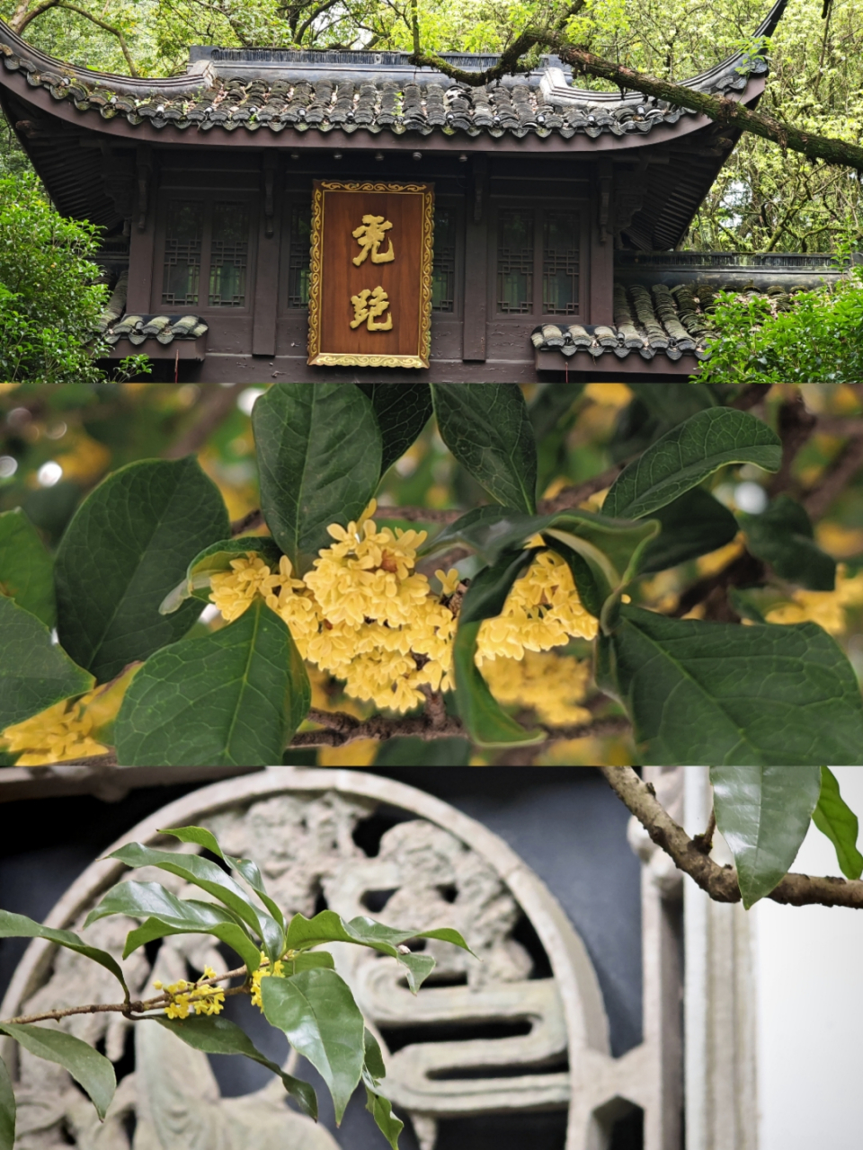 【最忆是杭州】虎跑寺:桂花别样清幽～ #我的旅行日记