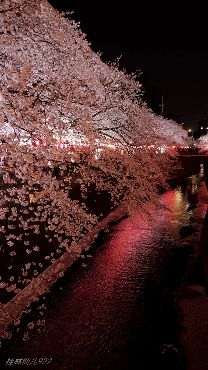 【樱花祭94 】目黑川夜樱:东京最受年轻人欢迎的赏樱地.