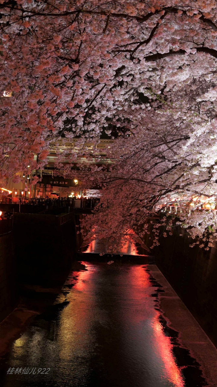 【樱花祭94 】目黑川夜樱:东京最受年轻人欢迎的赏樱地.