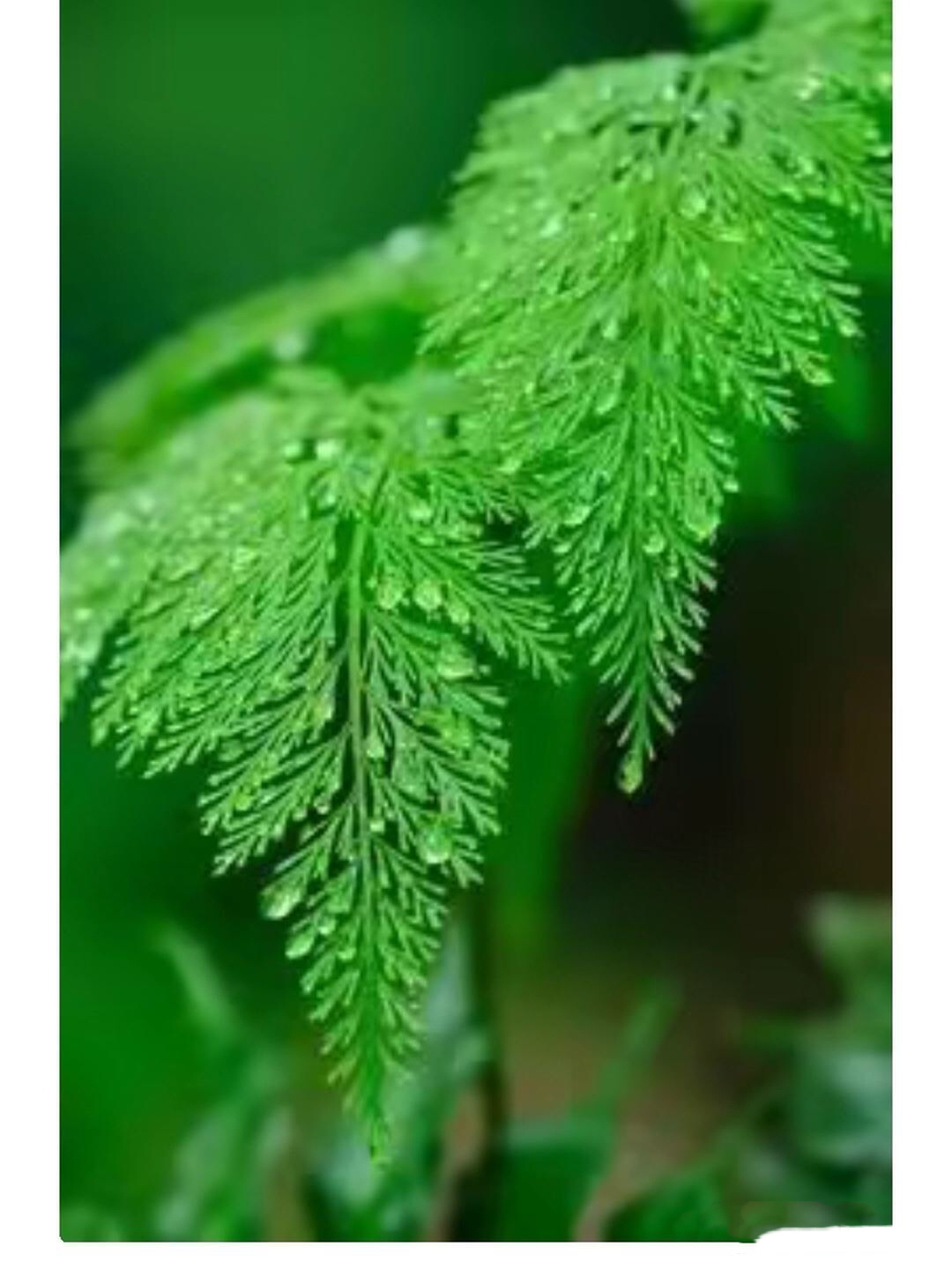 只有一片叶子的植物图片