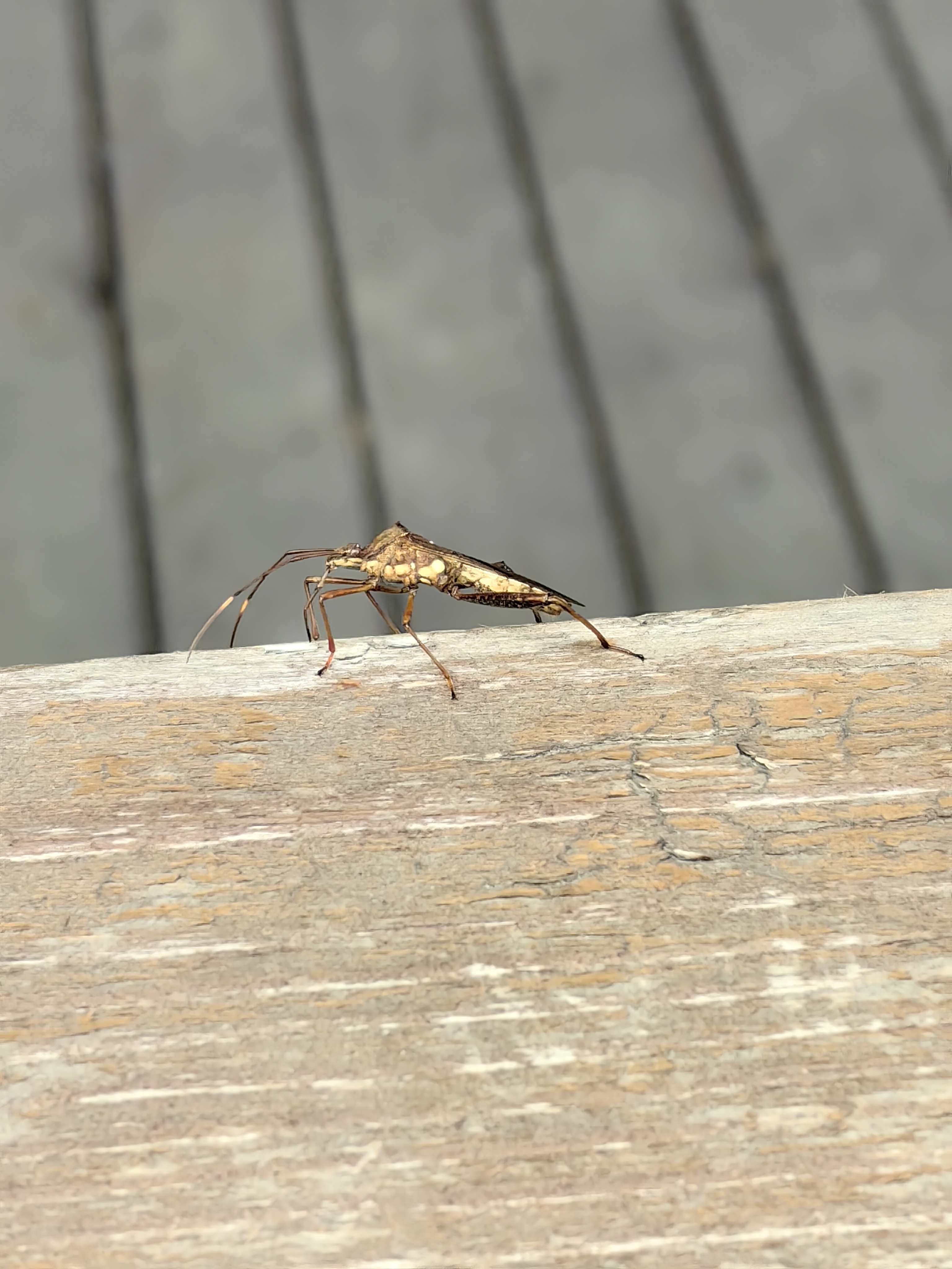 现在这种虫子好多好多,哪里都有,谁知道这是什么虫子,有毒吗?