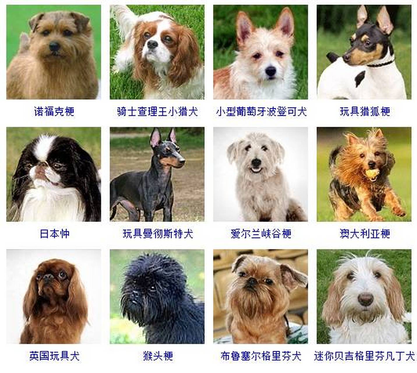 狗狗品种大全(含图片#狗狗 铲屎官报告!