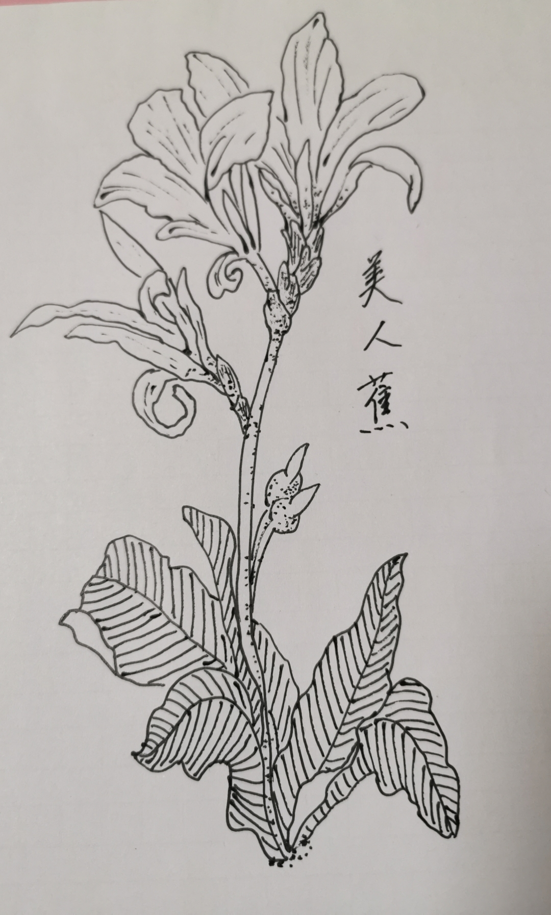 今天画了一株美人蕉