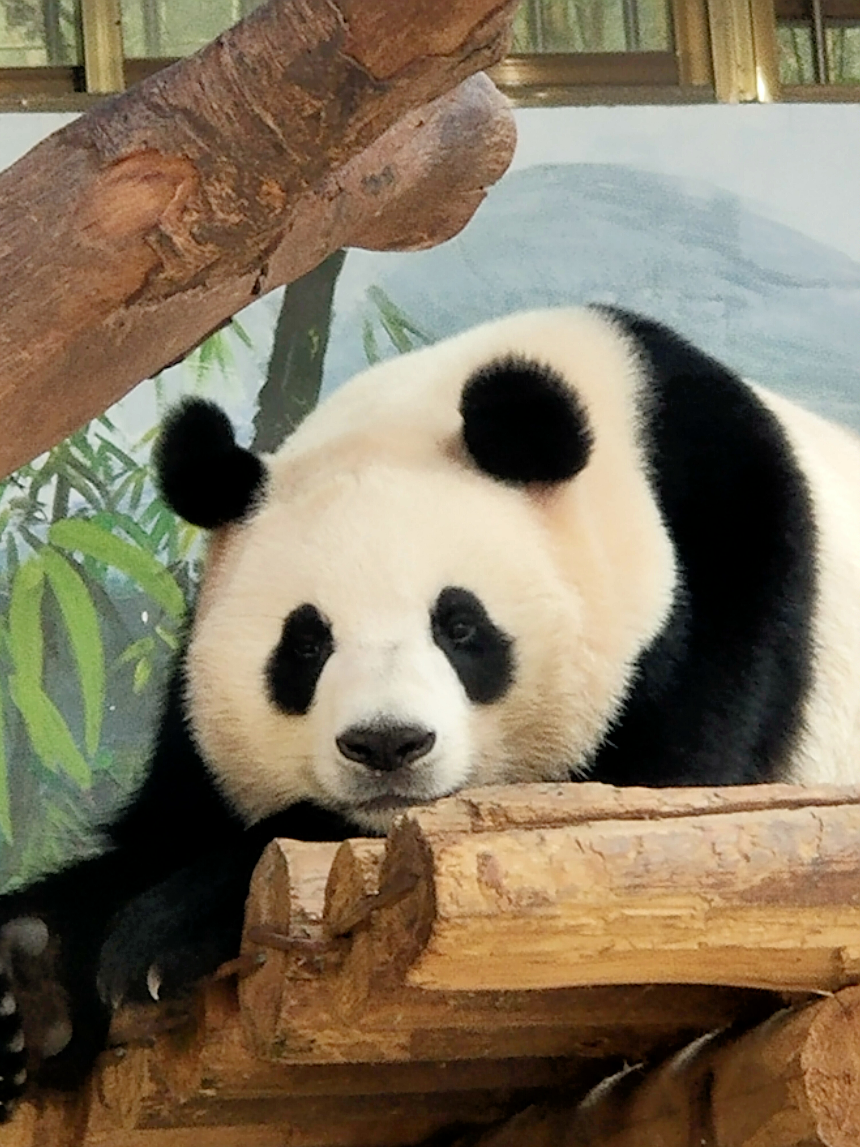 广州动物园,可爱的熊猫